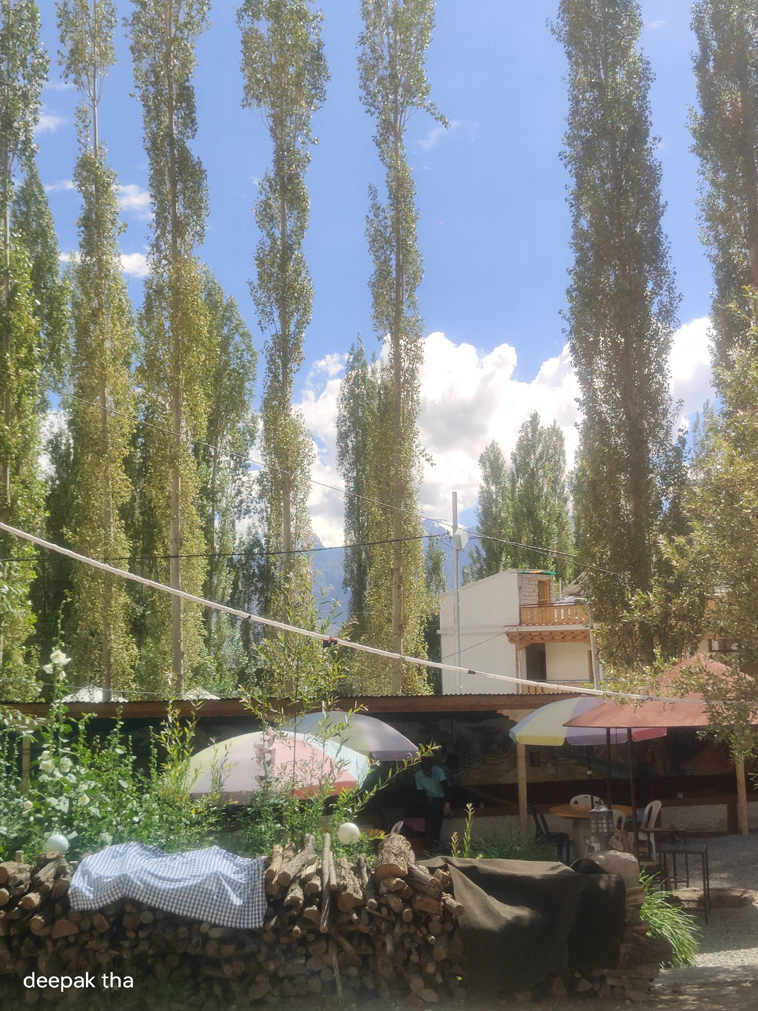 The image captures a view of a cafe or restaurant area in Leh, India, set against a backdrop of tall, slender trees and a bright blue sky with scattered clouds. In the foreground, a pile of firewood is visible, with a blue and white checkered cloth draped over some of it. Two outdoor umbrellas, one with pink and yellow segments and another with pink and purple segments, are set up, suggesting an outdoor seating area. A person wearing a blue shirt is partially visible in the background, near a building. The building appears to be a multi-story structure with white walls and wooden accents. The overall scene depicts a casual outdoor dining or relaxation space, likely in a mountainous region given the clear sky and the style of the trees. The image also has a watermark in the bottom left corner that reads "deepak tha".