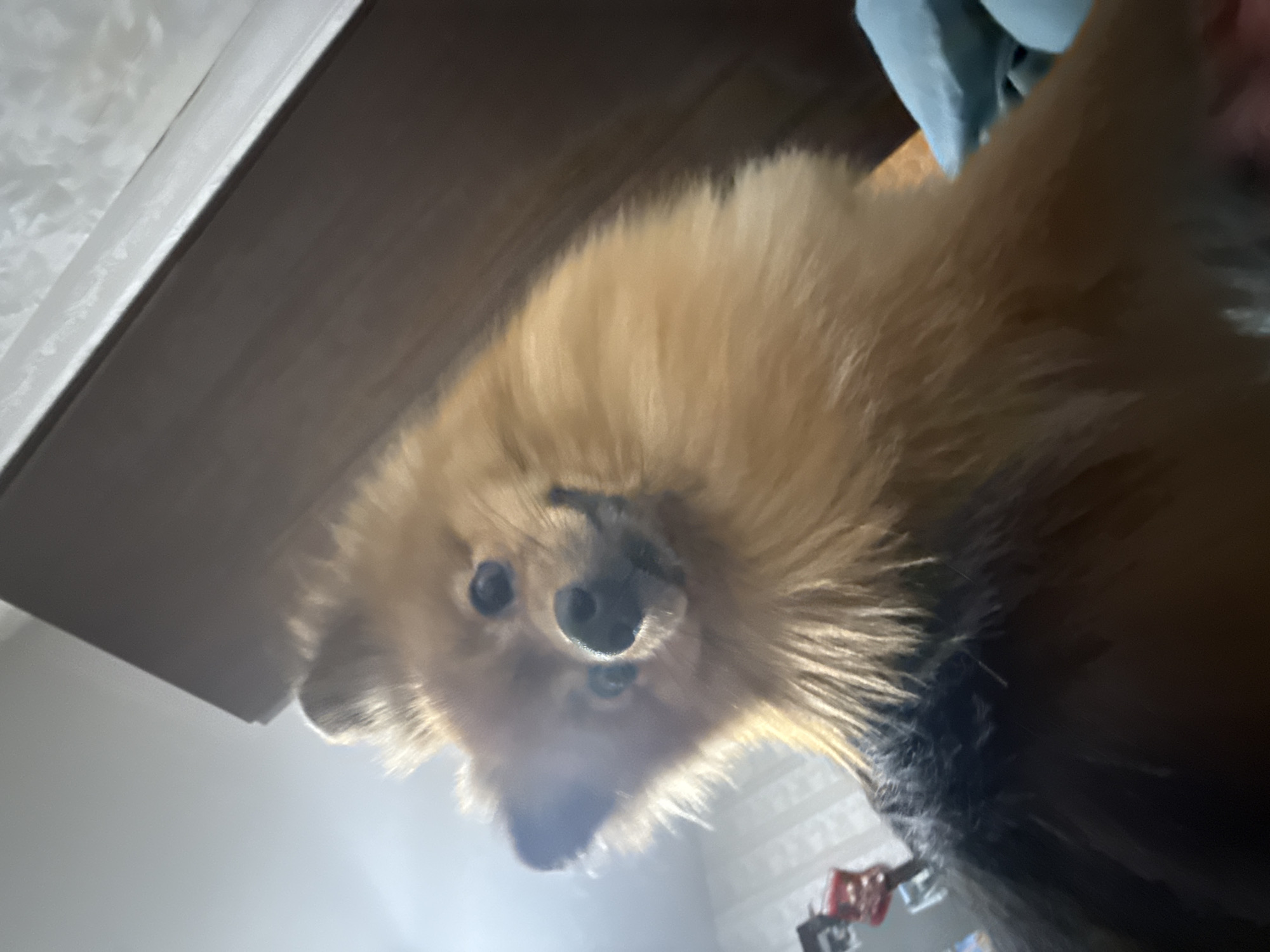 A Pomeranian dog is captured in a close-up, low-angle shot, looking directly at the camera with its head tilted. The dog's fur is predominantly golden-brown, with some darker fur visible around its neck and back. Its eyes are dark and appear to be looking slightly upwards. The background is blurred, but it suggests an indoor environment with a wooden surface on the right, possibly a piece of furniture, and a bright light source coming from the left. There are hints of other objects in the background, including a striped pattern on a wall to the left and a blue object on the far right, possibly bedding or fabric. The overall lighting is soft and diffused. The image does not provide any specific landmarks or indicators that would allow for pinpointing a location within Khimki, Russia.