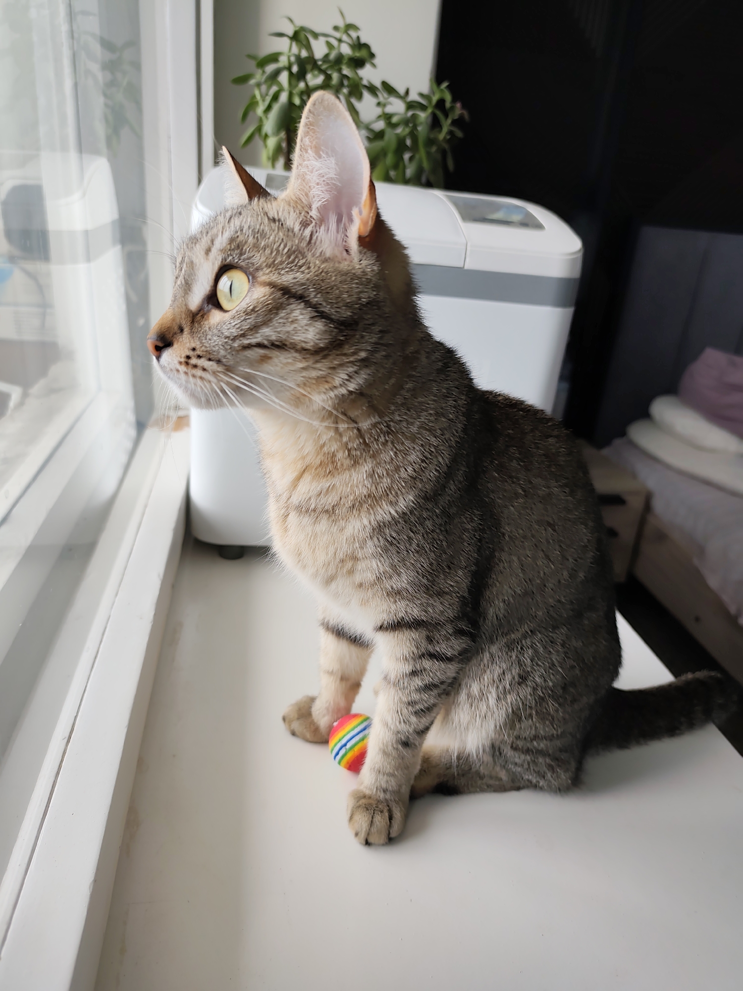 Within a residential interior located in the city of Chaikovsky, Russia, a domestic short-haired tabby cat is positioned on a white windowsill or wide ledge, looking intently out of a window to the left. The cat, exhibiting a grey and brown striped coat, possesses light yellow-green eyes, a pink nose, and visible white whiskers. Its left ear is fully visible, showing light pink interior fur. A small, multi-colored (rainbow-striped) ball rests on the white surface directly in front of the cat's right front paw. The window frame is white, and the glass reflects ambient light, obscuring the external view into indistinct, bright shapes. In the background to the right of the cat, a white appliance with a rounded top is visible, behind which a green potted plant can be seen. Further right, a dark, obscured background suggests a room interior, with faint outlines of what appear to be stacked pillows or bedding, one white and one lavender, against a dark, possibly wooden, structure. The scene is illuminated primarily from the left, casting even light on the cat and the windowsill.