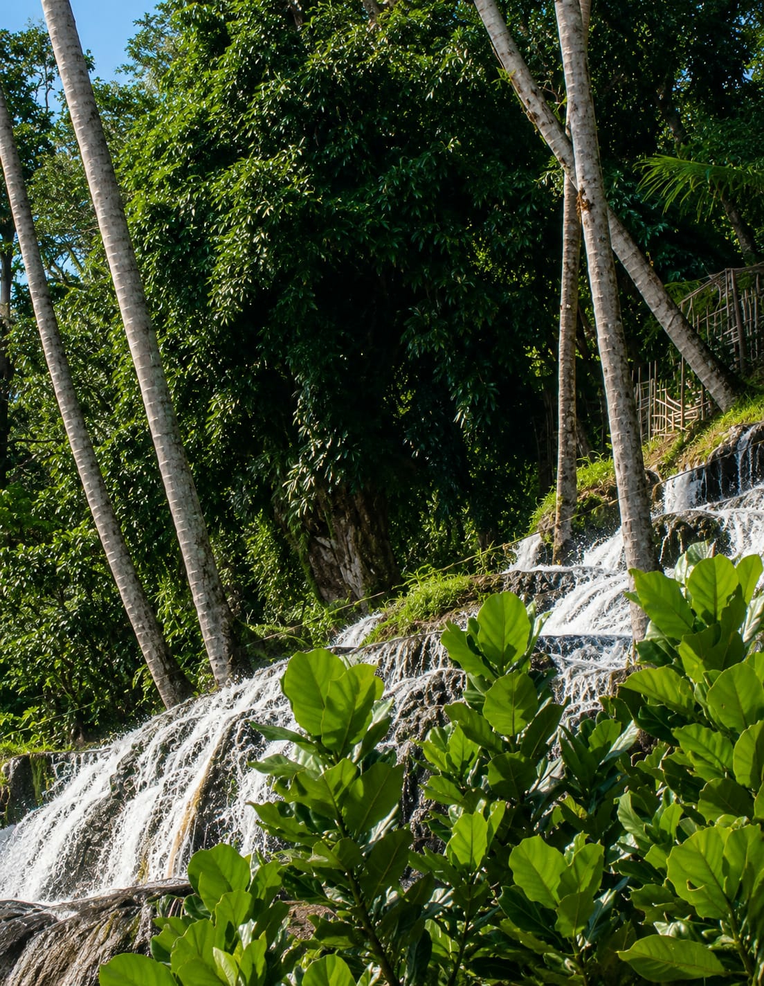 The image depicts a tiered waterfall in Silaiyajae, Indonesia, surrounded by lush green foliage and tall palm trees. The water cascades over rocky formations, creating a frothy white surface that contrasts with the dark green of the vegetation. Several palm trees with textured, segmented trunks are prominent in the foreground and midground, leaning towards the waterfall. Behind the waterfall, dense trees with dark green leaves form a thick canopy. The sky above is a clear, bright blue. A hint of a man-made structure, possibly a wooden fence or railing, is visible on the upper right side of the waterfall, suggesting a viewpoint or a pathway for visitors. The overall scene is one of natural beauty and tranquility, characteristic of a tropical landscape. There are no people or animals visible in the image.