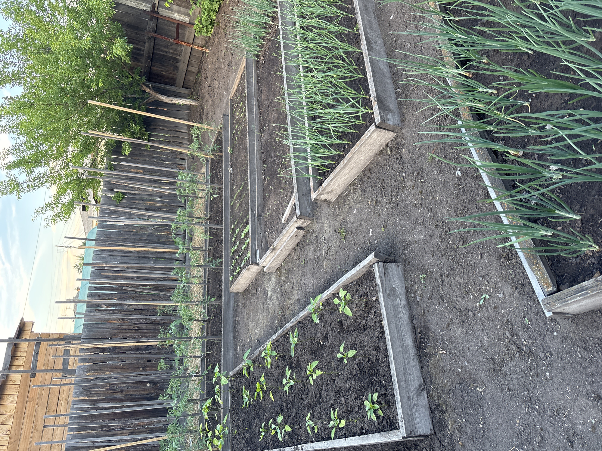 The image depicts a garden in Chernogorsk, Russia, featuring raised garden beds. In the foreground, a raised bed is filled with young green plants, possibly peppers, spaced out evenly. To the right, another raised bed contains rows of green onions. In the background, a wooden fence runs horizontally across the scene, separating the garden from what appears to be a residential area with a wooden building and a tree. The ground is primarily dark soil. The lighting suggests it is late afternoon or early evening. There are no people visible in the image.