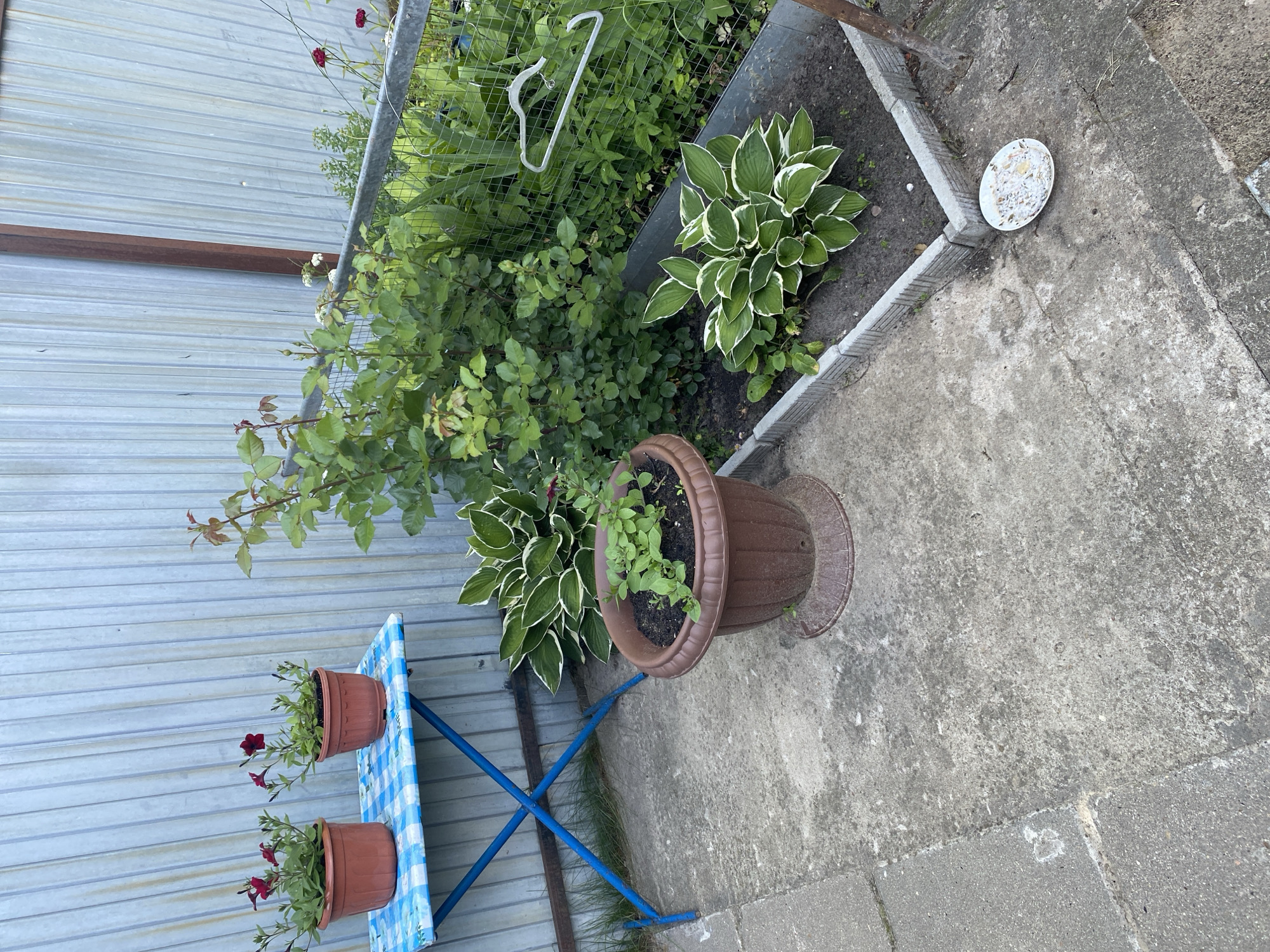 A close-up, eye-level shot shows a small outdoor garden area. In the foreground, a blue and white checkered table holds two potted plants with red flowers. To the right of the table, a large brown pot contains a hosta plant. Behind the table and pot, a corrugated metal fence runs horizontally across the background. A raised garden bed with a hosta plant and some other greenery is visible. A white dish with birdseed sits on the concrete path to the right of the garden bed. The scene appears to be set in a backyard or patio area during the daytime, with no indication of the weather or any people present. The overall impression is one of a simple, well-maintained garden.