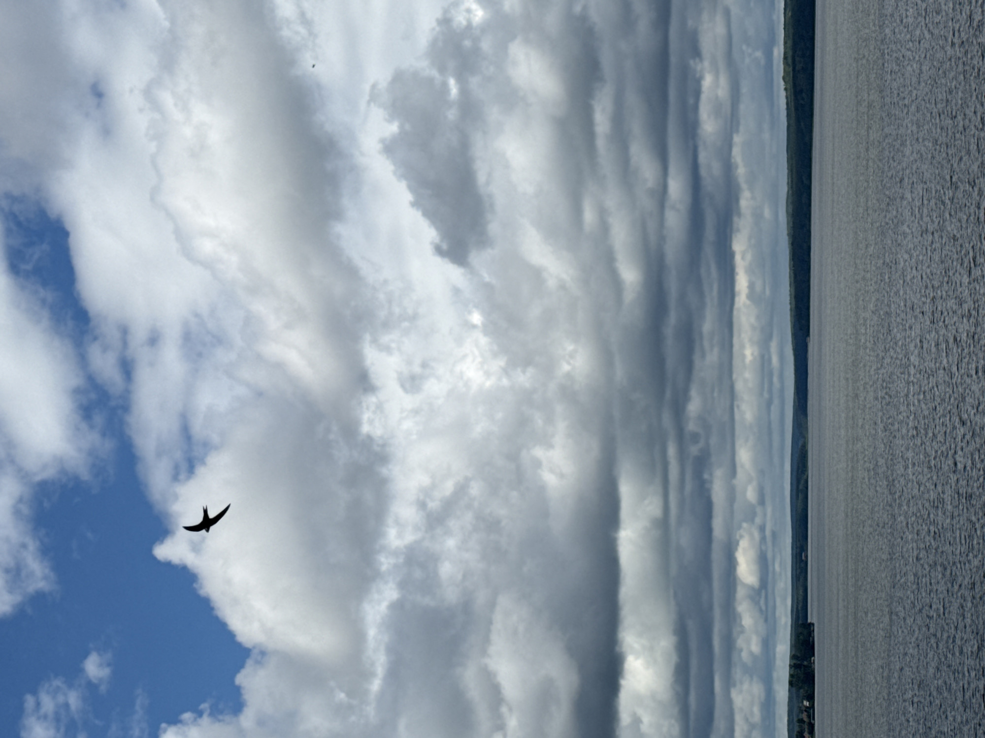 An aerial perspective captures a wide expanse of dark, choppy water under a cloudy sky. In the upper left quadrant, a solitary bird, silhouetted against the bright sky and white clouds, is in mid-flight. A distant, tree-lined shore forms a horizontal line across the lower third of the image, with a small cluster of buildings visible on the left side of the shore. The overall impression is one of natural scenery.