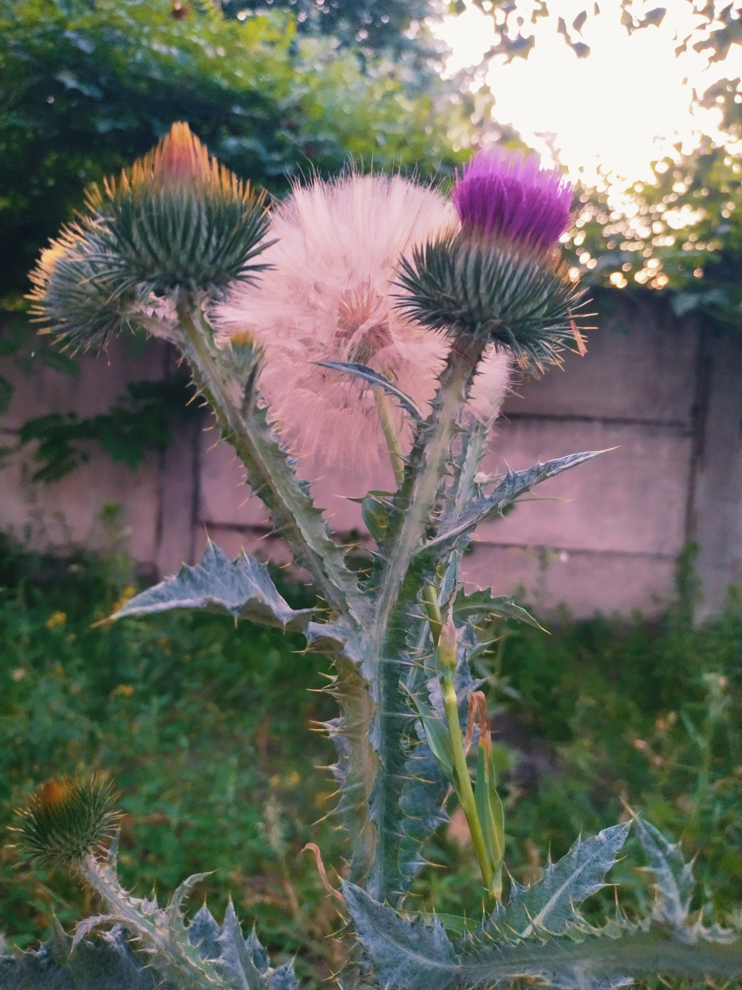 This is a close-up, low-angle shot of a thistle plant in an outdoor setting. The main subjects are the thistles themselves, with one prominent purple thistle flower and a large, fluffy, pale pink seed head visible. Other smaller thistle buds are also present, including one with a pointed, yellowish-orange top. The plant has a spiky stem and leaves, which are covered in sharp thorns.
The background consists of blurred green foliage, suggesting a garden or natural area. Behind the foliage, a rough, textured concrete wall is visible, possibly a fence or boundary. The lighting suggests it is either early morning or late afternoon, with the sun creating a bright, hazy glow in the upper right portion of the image, filtering through the leaves. The overall mood is natural and somewhat wild, with a focus on the detailed textures of the thistle plant. There are no people or visible text in the image. The location context is Horishni Plavni, Ukraine.