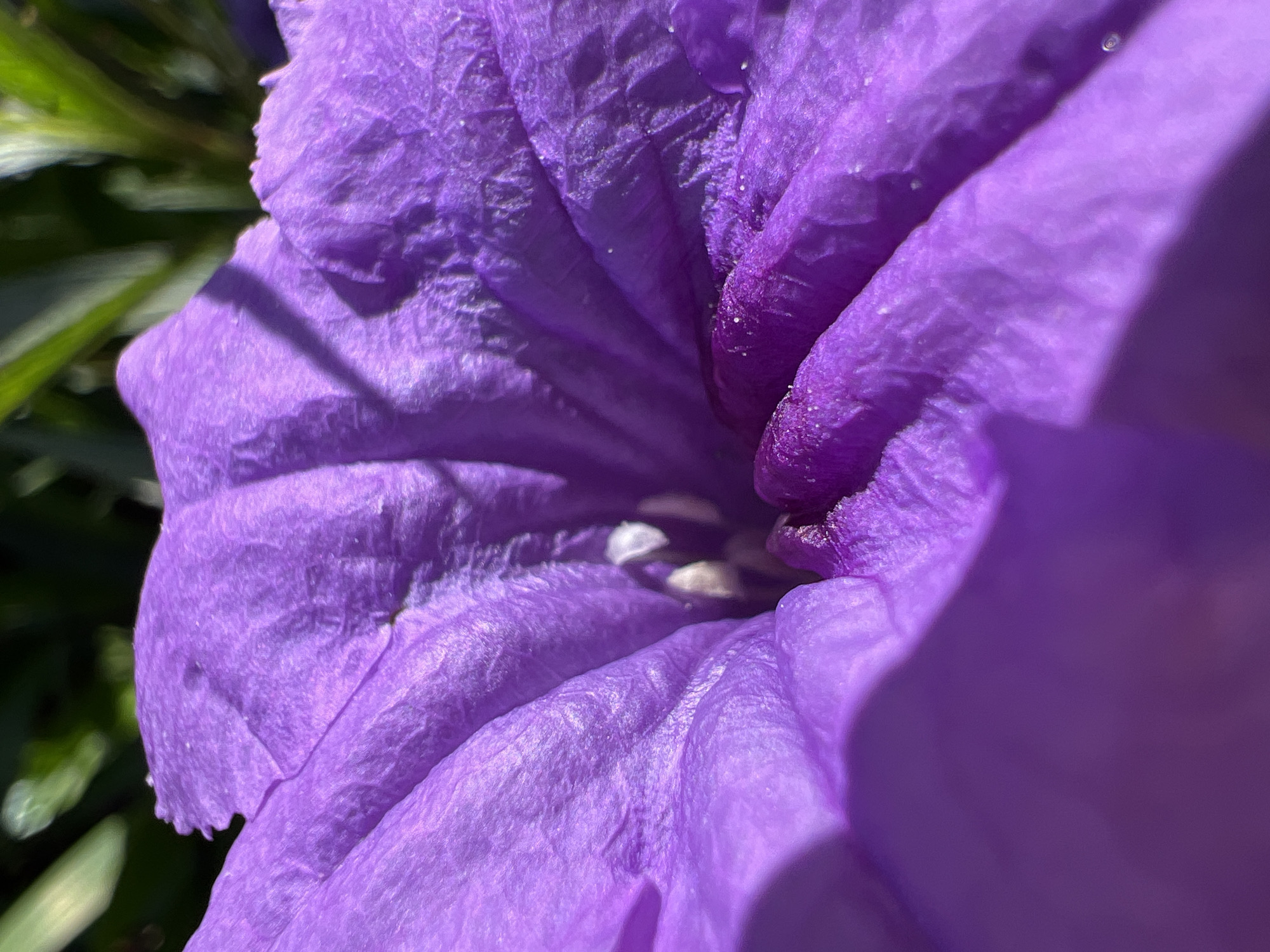 This close-up photograph captures the vibrant purple petals of a flower, likely taken in Denpasar, Indonesia. The image focuses tightly on the bloom, showcasing the textured, slightly crinkled surface of the petals. Bright sunlight illuminates the flower, creating distinct highlights and shadows that emphasize its depth and form. Small, sparkling white specks, possibly tiny water droplets or pollen, are visible across the petal surfaces. Towards the blurred center of the flower, several small, light-colored (off-white or cream) internal floral structures are discernable. The background is softly out of focus, revealing hints of green foliage, suggesting an outdoor, natural setting. The strong, direct lighting indicates the photograph was taken during daylight hours under sunny weather conditions. No people or activities are depicted, and no text is visible within the image.