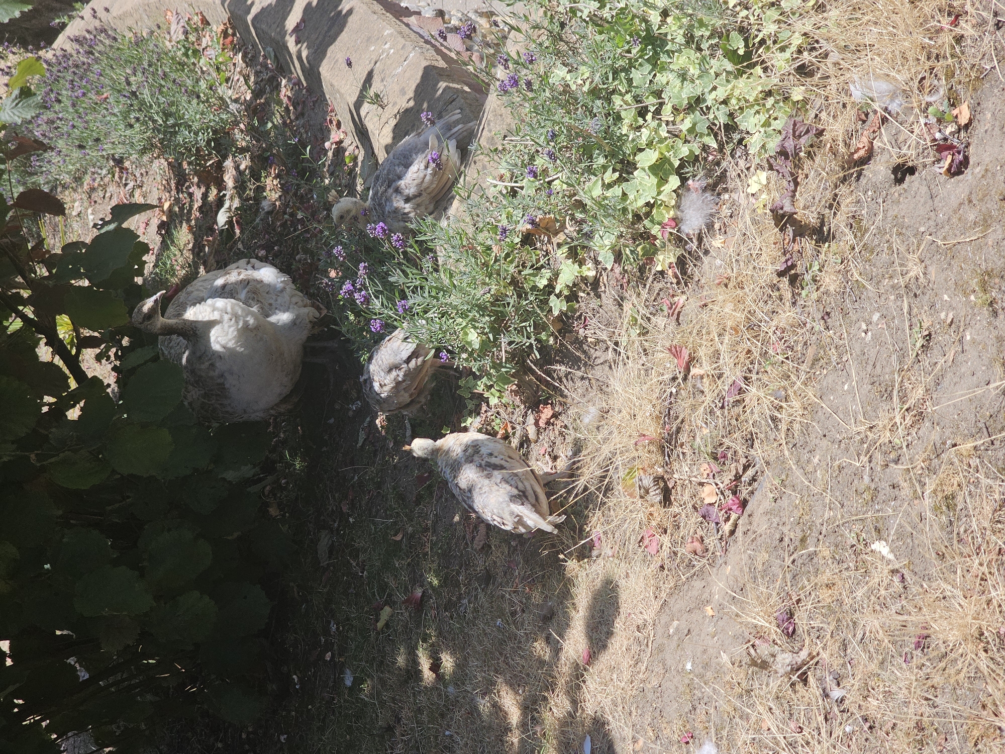 The image captures a sunny outdoor scene with a family of peacocks. In the background, a mature peacock stands partially shaded by lush green foliage. In the foreground, three younger peacocks, with speckled grey and white feathers, are scattered amongst lavender bushes and dry, brown grass. One young peacock is facing away from the camera, its tail fanned slightly. Another is looking towards the camera, and a third is partly obscured by the lavender. The ground is a mixture of dry grass, soil, and fallen leaves, with a concrete kerb visible to the right. The location is the Breckland District, United Kingdom.