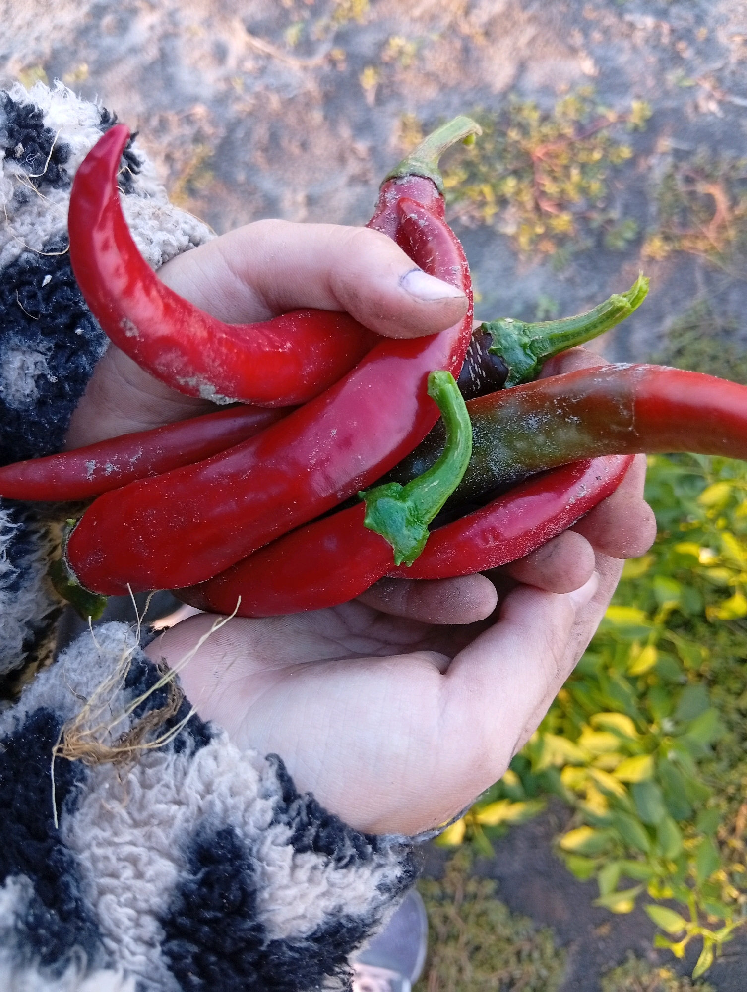 In an outdoor, likely garden setting, a person's hands are holding a bunch of freshly harvested red chili peppers. The peppers are various sizes and shapes, with some showing green stems. The person is wearing a fuzzy, dark and light-colored garment. The background is blurred, but appears to be natural ground with some greenery and possibly dry foliage. The lighting suggests it is daytime, possibly late afternoon due to the warm tones.