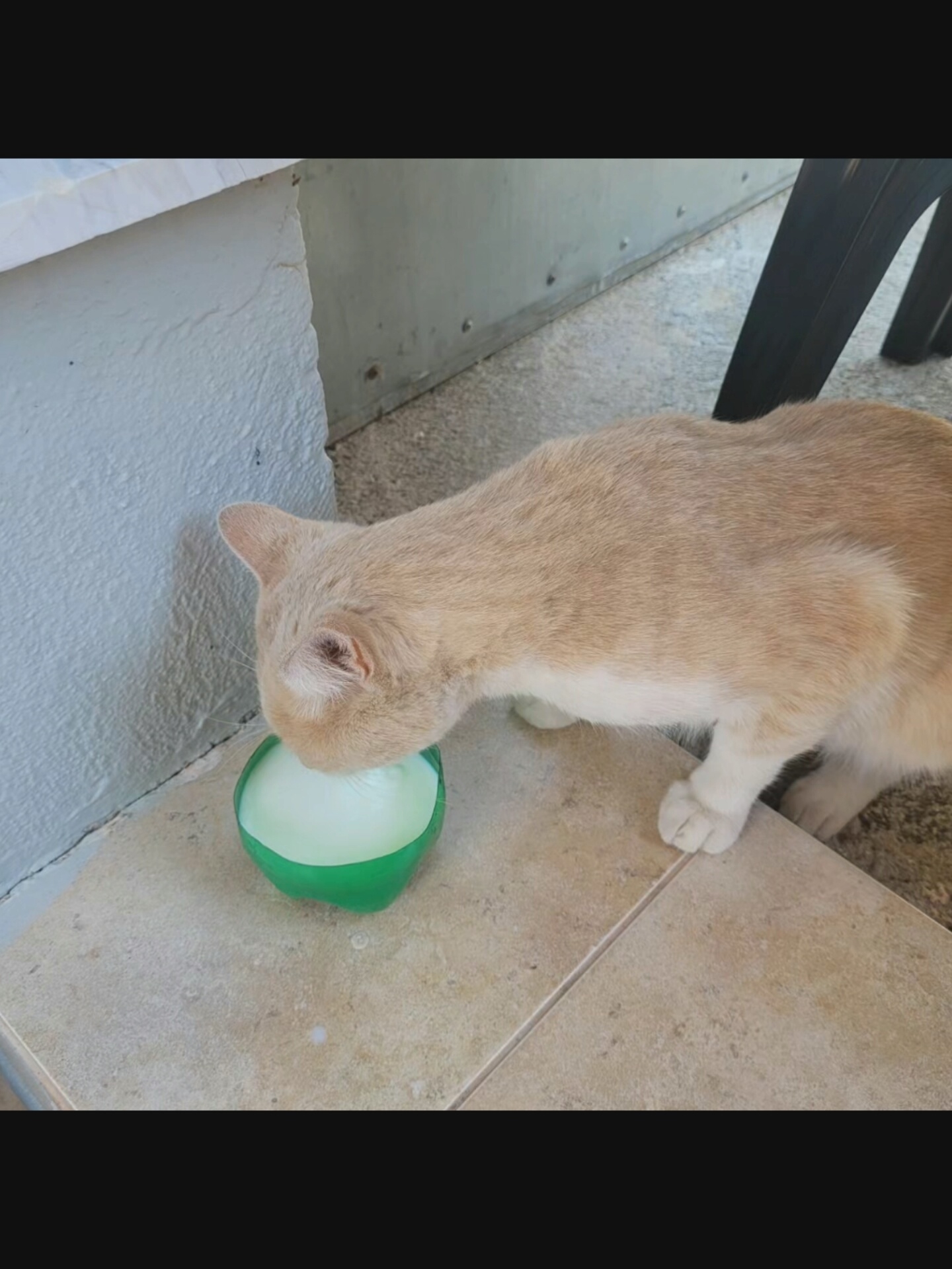 A light-colored cat is drinking from a green bowl filled with a white liquid. The cat is positioned on a tan tiled surface, with its head lowered into the bowl. Behind the cat, a light blue wall is visible, and to the right, the legs of a black chair are present. The environment appears to be outdoors, possibly in a yard or patio area. The image is taken from a medium-close, eye-level perspective. There is no indication of the cat's gender or age. The setting does not provide any specific clues to the location in Bielawska Wieś, Poland.