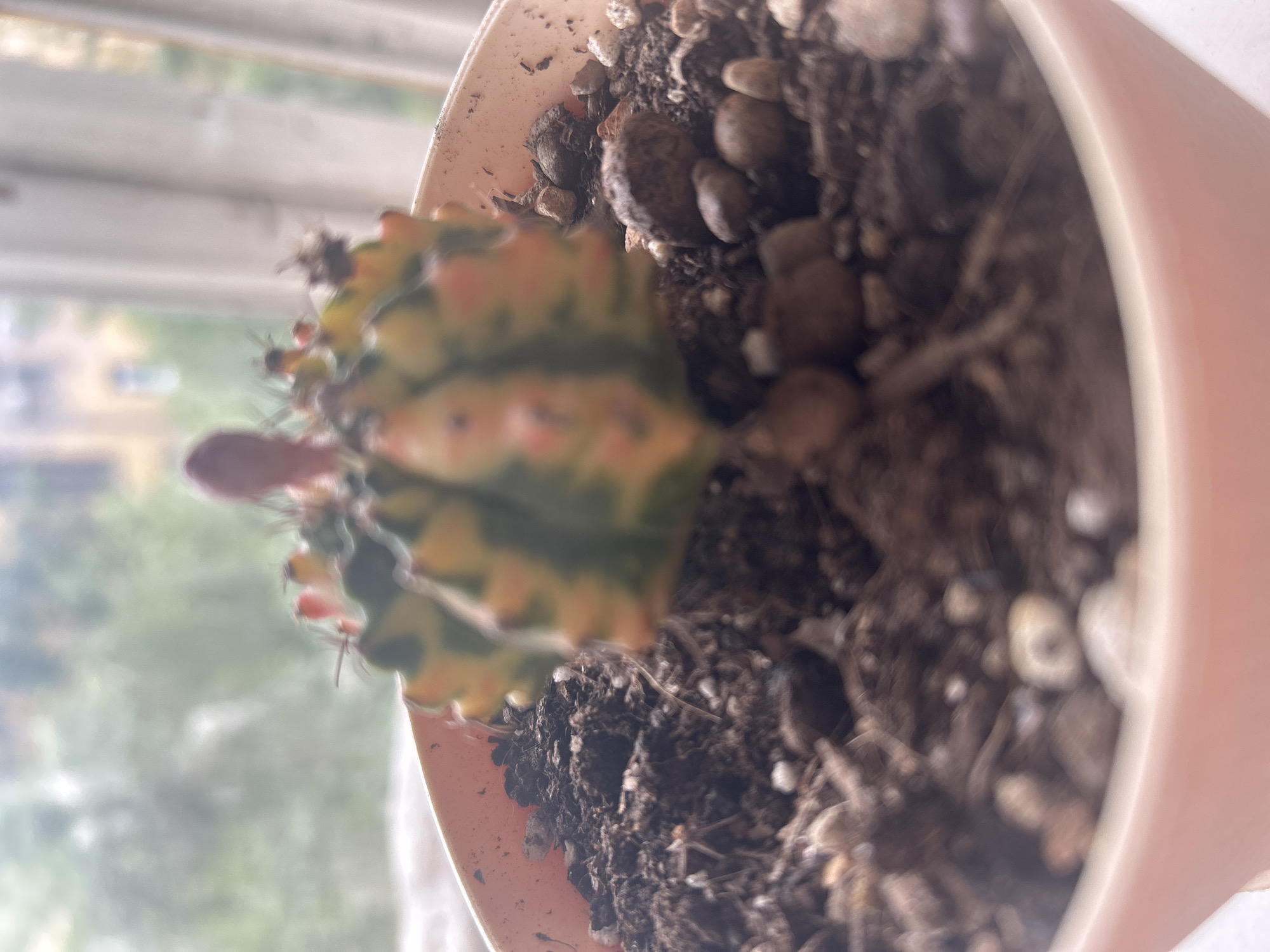 A potted cactus, likely a Gymnocalycium mihanovichii variegata, is the primary subject of the image. The cactus is green with yellow and pink variegation. It appears to be in a terracotta-colored pot filled with dark soil and small pebbles. The background is blurry, but suggests the presence of a window and possibly outdoor scenery. There is no verifiable evidence to suggest this photo was taken in Moscow, Russia. There is no presence of a person.