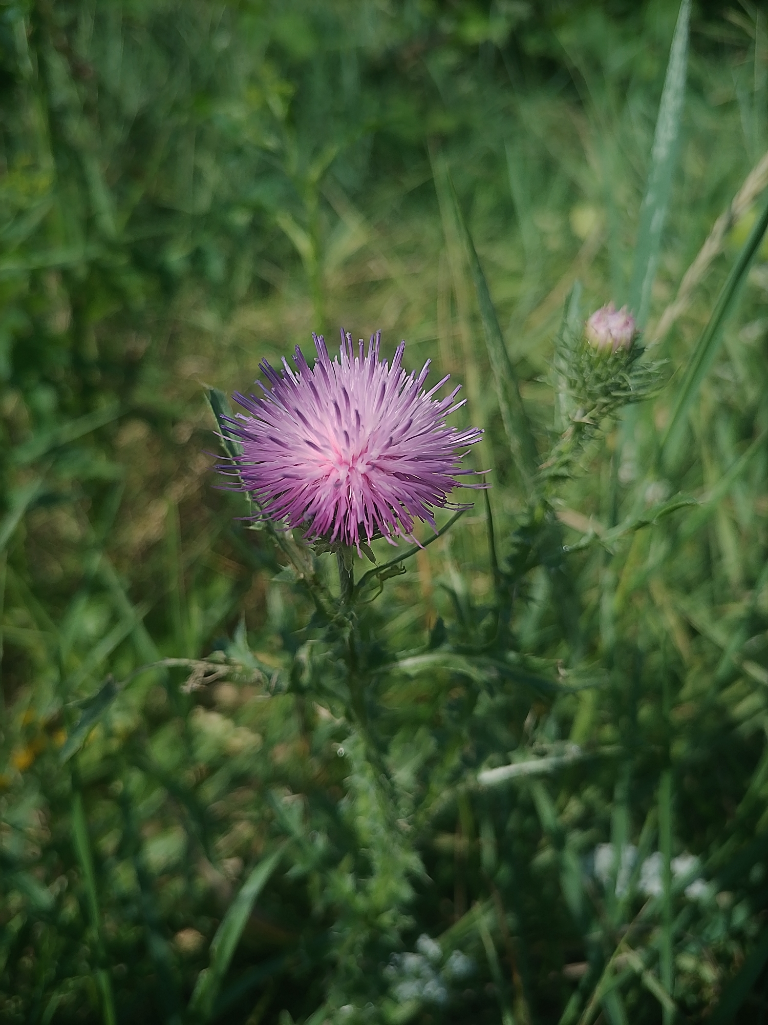A close-up, eye-level shot showcases a vibrant purple thistle flower in bloom, positioned centrally in the frame. The flower's petals radiate outwards from a pink center, creating a spiky, starburst effect. Behind the blooming thistle, a closed bud of the same plant is visible, its green, spiky exterior hinting at future blossoms. The background is a soft blur of lush green foliage, typical of a natural, outdoor environment. The image conveys a sense of the beauty and resilience of nature, with the thistle standing out against its verdant backdrop. The scene is devoid of any human presence or activity, emphasizing the solitary existence of the flower. The lighting suggests it is daytime, with diffused sunlight illuminating the flower. The location is specified as Nova Hnylytsia, Ukraine, a detail that adds a geographical context to the natural setting.