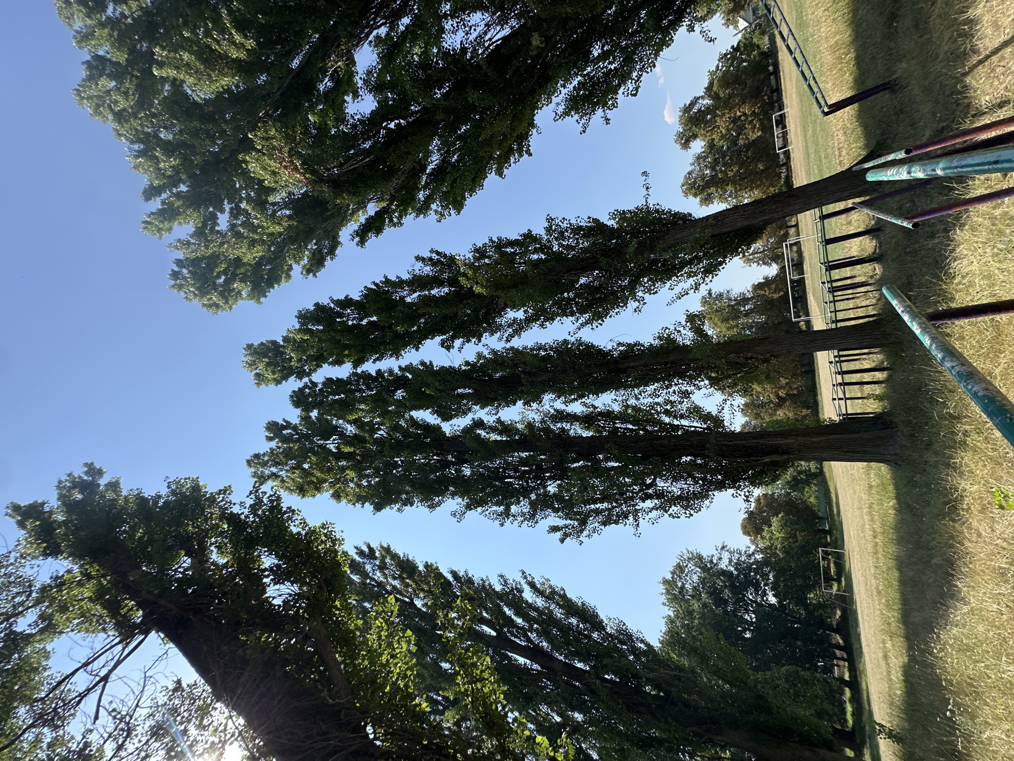 The image depicts an outdoor scene with several tall, slender trees framing a clear blue sky. The trees appear to be poplars, with their distinctive narrow, columnar growth habit. The perspective is from below, looking up at the trees, which creates a sense of height and grandeur.
In the background, a grassy field with a soccer goal can be seen, suggesting a sports field or park. There are also some other trees and vegetation in the distance, indicating a rural or semi-rural setting. The lighting suggests it is a sunny day, with some sunlight filtering through the leaves of the trees.
The location is identified as Makiv, Ukraine. The scene is devoid of people, with no discernible actions or interactions taking place. The environment appears to be a public space, possibly a park or school grounds, characterized by its natural elements and recreational facilities. The overall impression is one of tranquility and natural beauty under a bright sky.