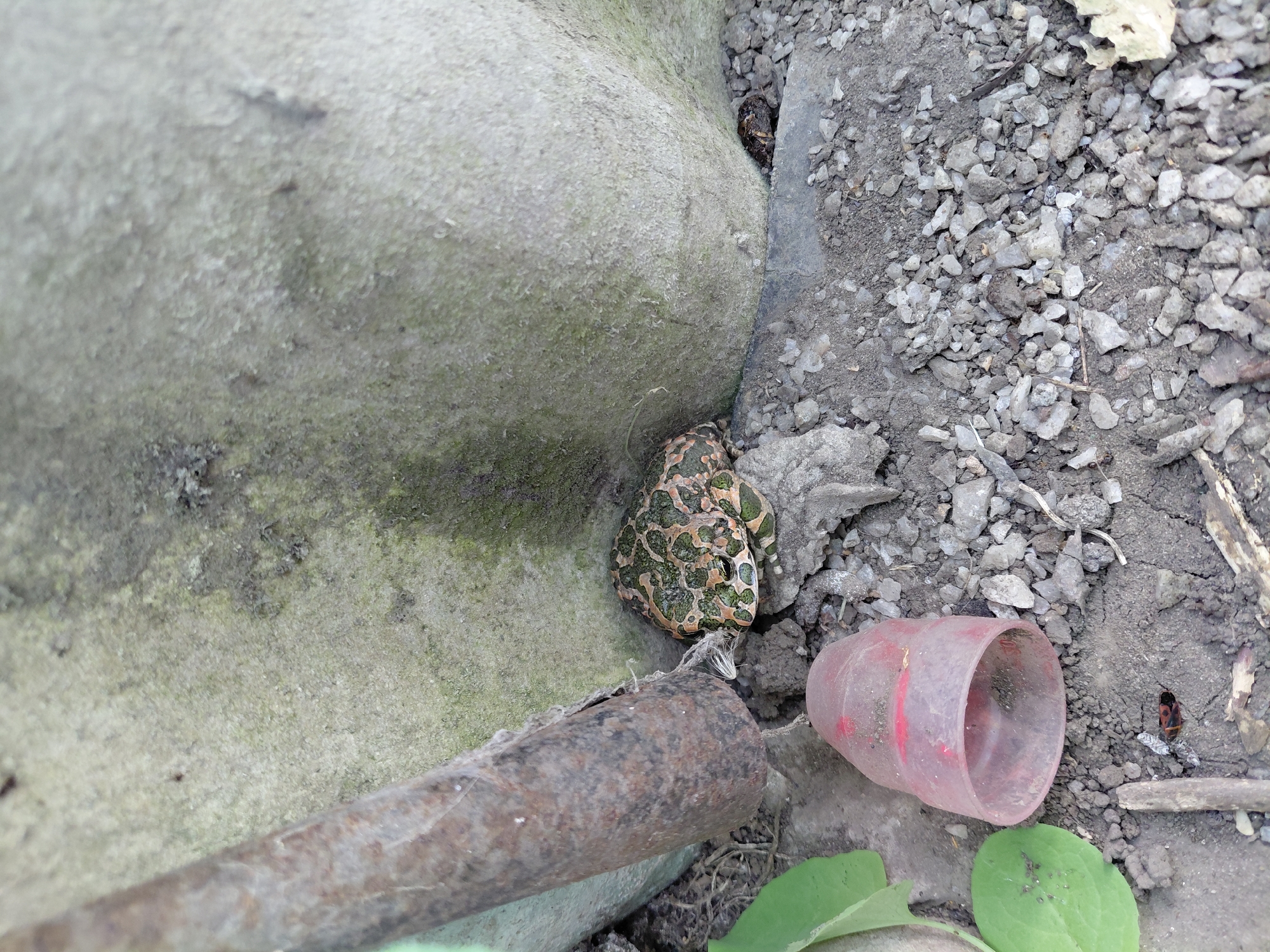 A close-up, ground-level shot depicts a small, camouflaged toad resting beside a large, textured, grey concrete structure. The toad, predominantly green and brown, blends in with the rocky terrain and dirt. To the left of the toad, a rusty metal pipe angles downwards, partially obscuring a pale green leaf. Below and slightly to the left of the pipe, a translucent pink plastic cup with red markings lies on its side. The ground is covered in small grey pebbles and dirt. The scene appears to be an outdoor, undeveloped area, possibly a garden or a construction site, given the materials present.