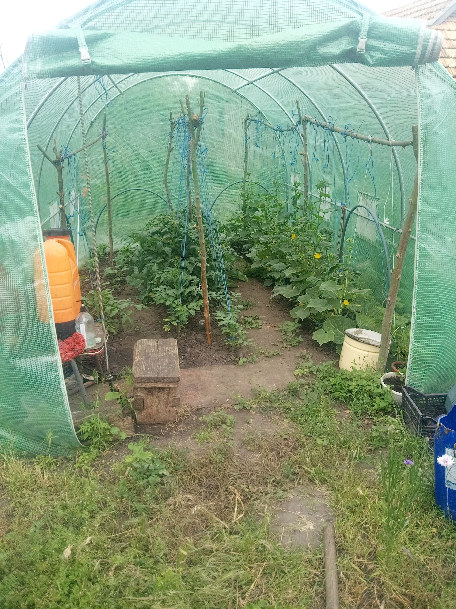 This image presents the interior of a utilitarian arched greenhouse, located in Zelenyi Hai, Ukraine, viewed from its open front. The structure is framed by galvanized metal arches covered with a translucent green, mesh-reinforced plastic sheeting. The front entrance flap is rolled upward and secured near the top center of the arch with a grey plastic buckle.
Inside, the greenhouse floor consists of a central dirt pathway flanked by cultivated plant beds. On the left side, a dense growth of robust green plants, consistent with tomatoes or potatoes, occupies the soil. Positioned near the left internal wall is an orange backpack-style garden sprayer, adjacent to a small, dark-colored stool holding a clear plastic bottle with a pump dispenser and a red fabric item. Near the foreground of the central path, a weathered wooden block or small stool is present.
On the right side of the greenhouse, a bed of large-leafed plants with numerous bright yellow flowers is visible, indicative of cucumber or squash cultivation. These plants are vertically supported by a trellis system constructed from multiple rough-cut wooden poles interconnected with blue synthetic string or rope. Against the right interior wall, a pale yellow lidded bucket, a black plastic utility crate, and a blue plastic container are situated on the ground, accompanied by several smaller potted plants. The soil inside the greenhouse appears dark and tilled.
The area immediately outside the greenhouse in the foreground is overgrown with various types of green and dried grasses and weeds. A single purple flower, resembling a cornflower, is visible among the vegetation in the outer right foreground. In the upper right background, a section of a building with a terracotta-tiled roof is partially visible above the greenhouse structure. The scene is devoid of human presence.