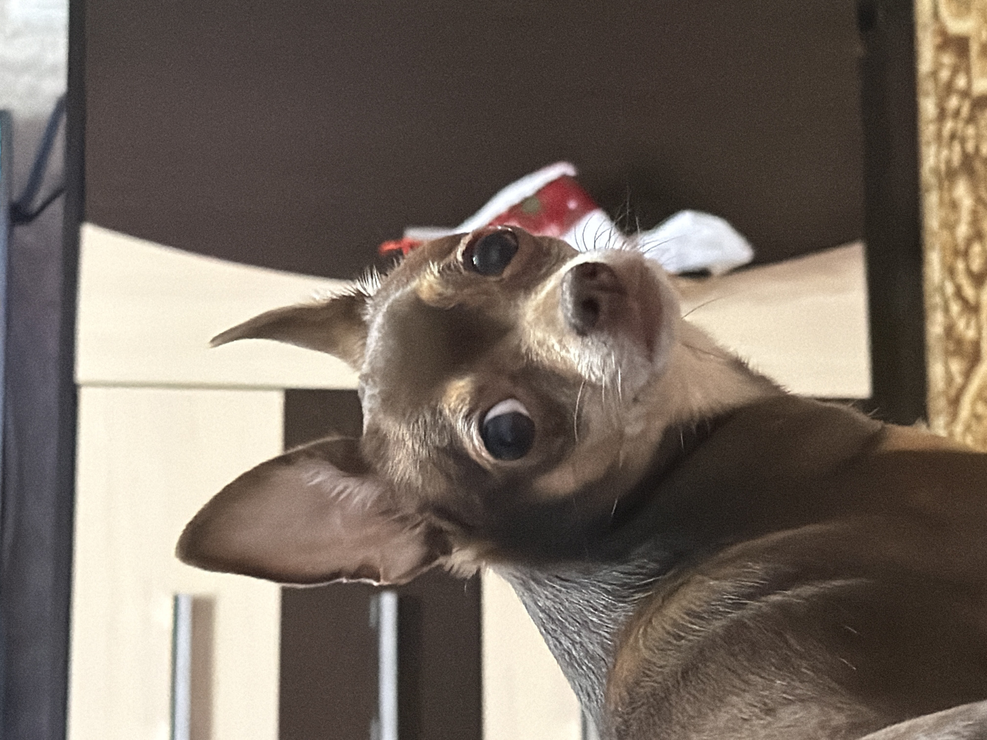 A close-up shot shows a chihuahua with large, dark eyes and pointed ears looking directly at the camera with a surprised expression. The dog is predominantly brown with lighter tan markings on its face and ears. The background is blurred, but appears to be an indoor setting with furniture, including a dark brown cabinet and a lighter cream-colored surface. A white and red item, possibly a decoration or fabric, is visible behind the dog on the right side. The dog's fur is short and appears sleek. The lighting suggests it is daytime, with soft shadows indicating the light source is likely from the front or side. The image is focused on the dog's head and upper body.