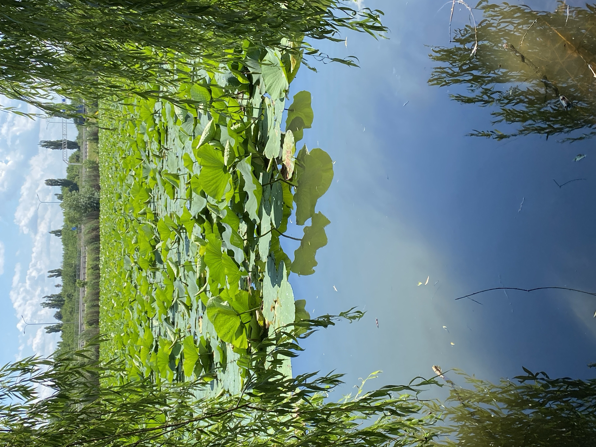 This is a vertical, eye-level, outdoor, medium shot photograph taken on a sunny day, likely during the daytime, given the bright light and clear blue sky reflected in the water. The scene depicts a lush expanse of large, green lily pads floating on a calm body of water, possibly a pond or lake. The lily pads dominate the midground, creating a dense, verdant carpet.
In the foreground, willow branches with long, slender leaves hang down, partially obscuring the view of the lily pads and the water. These branches frame the scene, adding a natural, almost ethereal quality. The water's surface is mostly clear, reflecting the bright blue sky and scattered white clouds. Small, light-colored debris, perhaps petals or leaves, are visible floating on the water's surface in the reflection.
Beyond the lily pads, in the background, a strip of trees and vegetation runs along the edge of the water. Further back, there's evidence of human infrastructure, including what appears to be a road or railway line with power lines and poles. The overall atmosphere is serene and tranquil, evoking a sense of natural beauty and peacefulness. No people or specific objects are clearly identifiable in the image, apart from the natural elements and distant infrastructure. There is no visible text in the image. The location is Plastunovskaya, Russia.