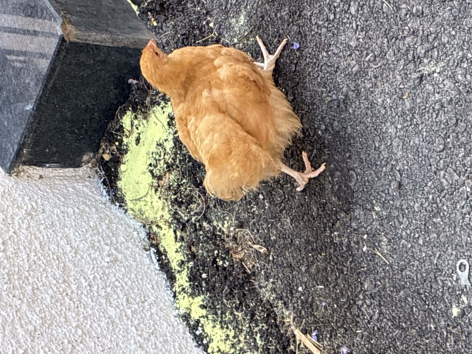 A light brown chicken stands on an asphalt surface next to a white textured wall and a dark grey rectangular structure. A patch of bright yellow material is scattered on dark soil and debris between the chicken and the wall. The chicken is facing right with its head slightly lowered and its body is angled towards the viewer. Its legs are visible, with one leg slightly raised. The environment appears to be outdoors, possibly in an urban or semi-urban setting given the asphalt and building materials. The chicken is the primary subject in the scene.