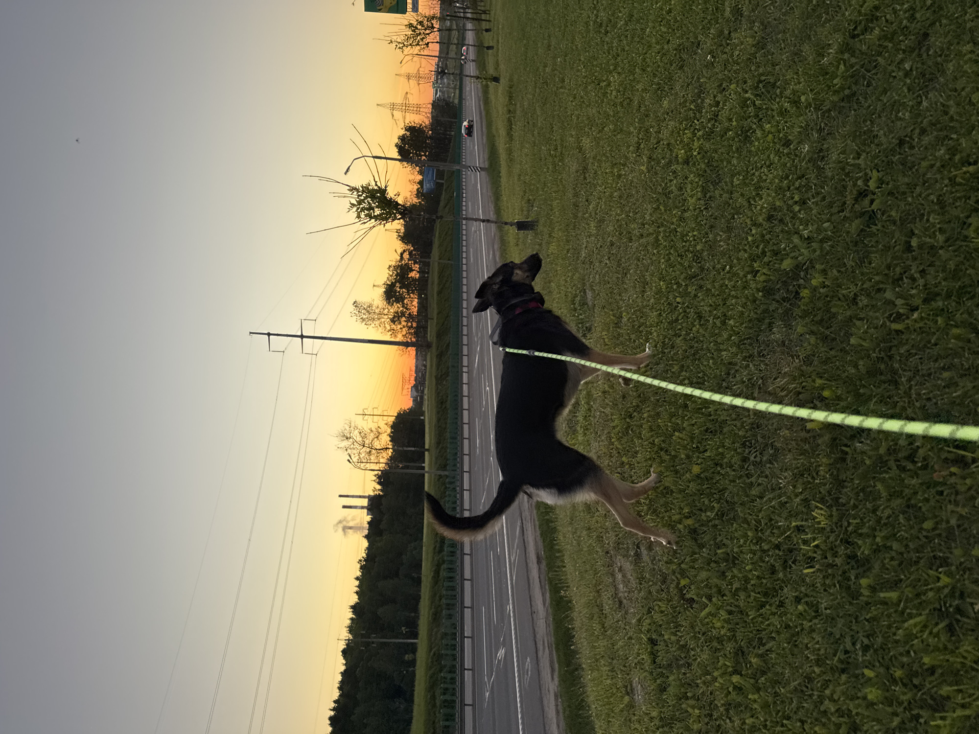 The image shows a black and tan German Shepherd dog, standing on its hind legs on a grassy area beside a road at sunset. The dog is wearing a dark collar and is attached to a bright green leash. In the background, there is a road with white lane markings and a guardrail. Beyond the road, there are trees, power lines, and industrial smokestacks visible against the setting sun. Given the context, the location could be near the outskirts of Minsk, Belarus. The sky transitions from grey to orange as the sun sets. A car is visible on the road.