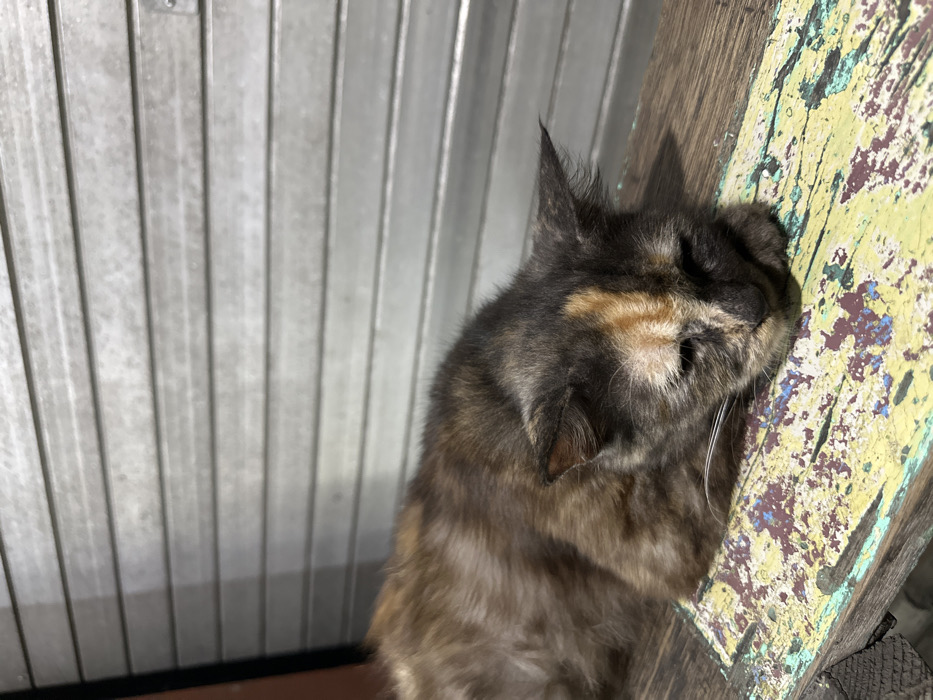 A tortoiseshell cat is resting its head against a weathered, paint-chipped yellow surface. The cat's eyes are closed, and its face is pressed against the wood. The feline's fur displays a mix of dark browns, blacks, and hints of orange. Behind the cat is a corrugated metal wall with vertical ridges. The scene is illuminated, creating soft shadows on the wall and the cat's fur.
