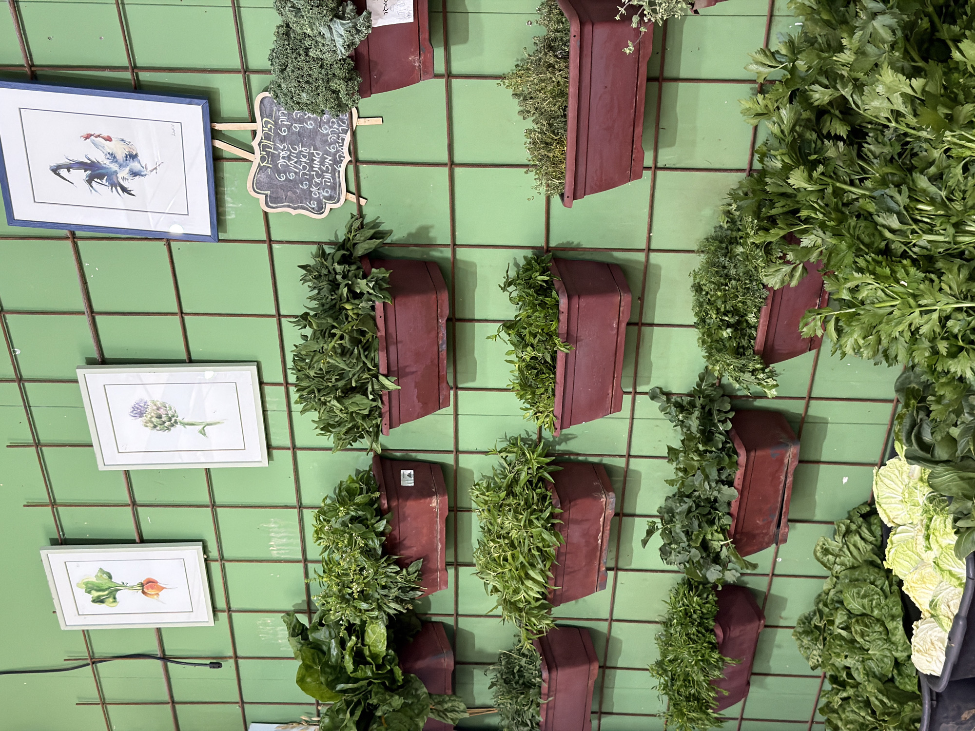 The image shows a green wall display at a shop in Kefar HaNagid, Israel. The wall features a grid of horizontal and vertical wire lines. Mounted on the grid are multiple maroon-colored containers, each holding a different type of green plant or herb. To the left of the plants are three framed watercolor paintings: one of a rooster, one of an artichoke, and one of a radish. Near the top, there's a chalkboard with handwritten text in Hebrew. The plants vary in texture and leaf structure, ranging from leafy greens to herbs. At the right edge of the image, there is a large bunch of parsley and a container with cabbages or lettuce. A power cord is visible running along the bottom.