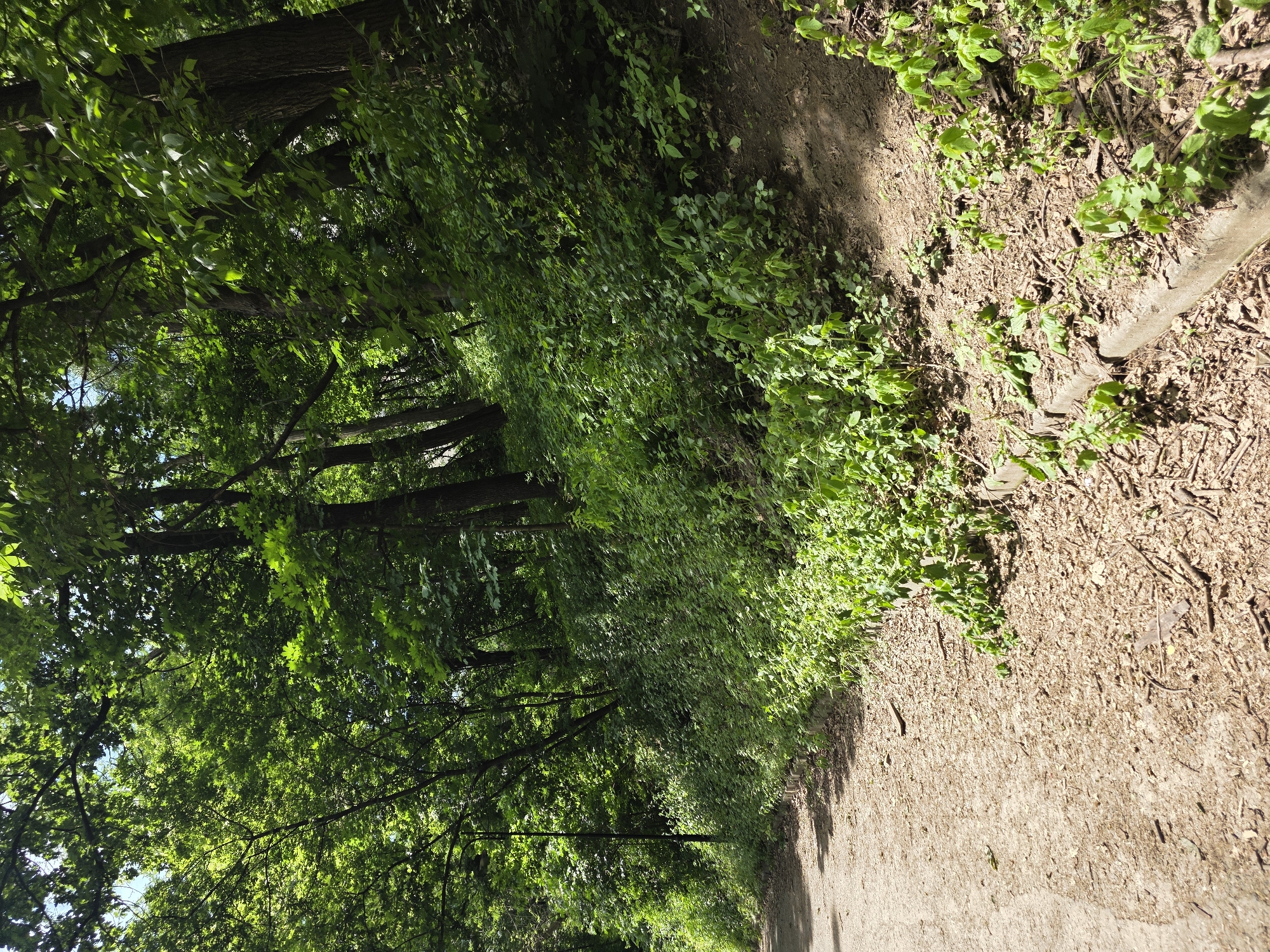 The image depicts a sun-dappled path in a wooded area. The path is made of dirt and gravel, with some fallen leaves and twigs scattered on its surface. To the right of the path, a steep, overgrown slope is covered in lush green vegetation and trees. Sunlight filters through the dense canopy, casting shadows on the ground. A concrete border runs along the edge of the path where it meets the vegetated slope. In the background, taller trees form a dense forest. The scene appears to be a natural, unmanicured area within a park or natural reserve. This location is identified as being in Kyiv, Ukraine. There are no people or animals visible in the image.