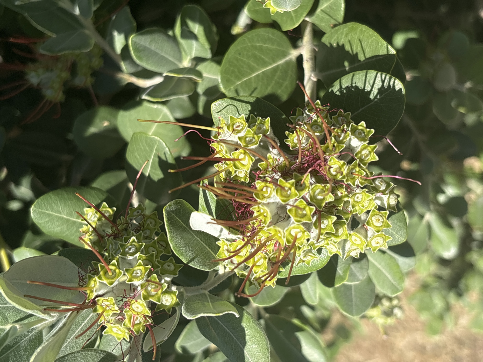 A close-up, high-angle shot features the distinct leaves and nascent flower clusters of a plant, set in an outdoor environment in Bar, Montenegro. The scene is brightly illuminated by direct sunlight, casting sharp shadows on some of the round to oval-shaped green leaves. The leaves in the foreground are in crisp focus, revealing a smooth texture on their upper surface and hints of a lighter, possibly fuzzy underside on their edges.
The most prominent subjects are two clusters of developing flowers. Each individual flower or bud within these clusters is small, star-shaped, and a vibrant light green to yellowish-green. From the center of these star-like structures, numerous thin, dark reddish-brown filaments protrude. These filaments, likely stamens or styles, are long, slender, and appear somewhat curly, creating a spiky, brush-like appearance for the overall cluster.
The background consists of blurred green foliage and hints of ground cover, indicating a natural setting. No human activity, people, or visible text are present in the image. The bright lighting suggests it is daytime, likely morning or afternoon, under clear, sunny weather conditions.