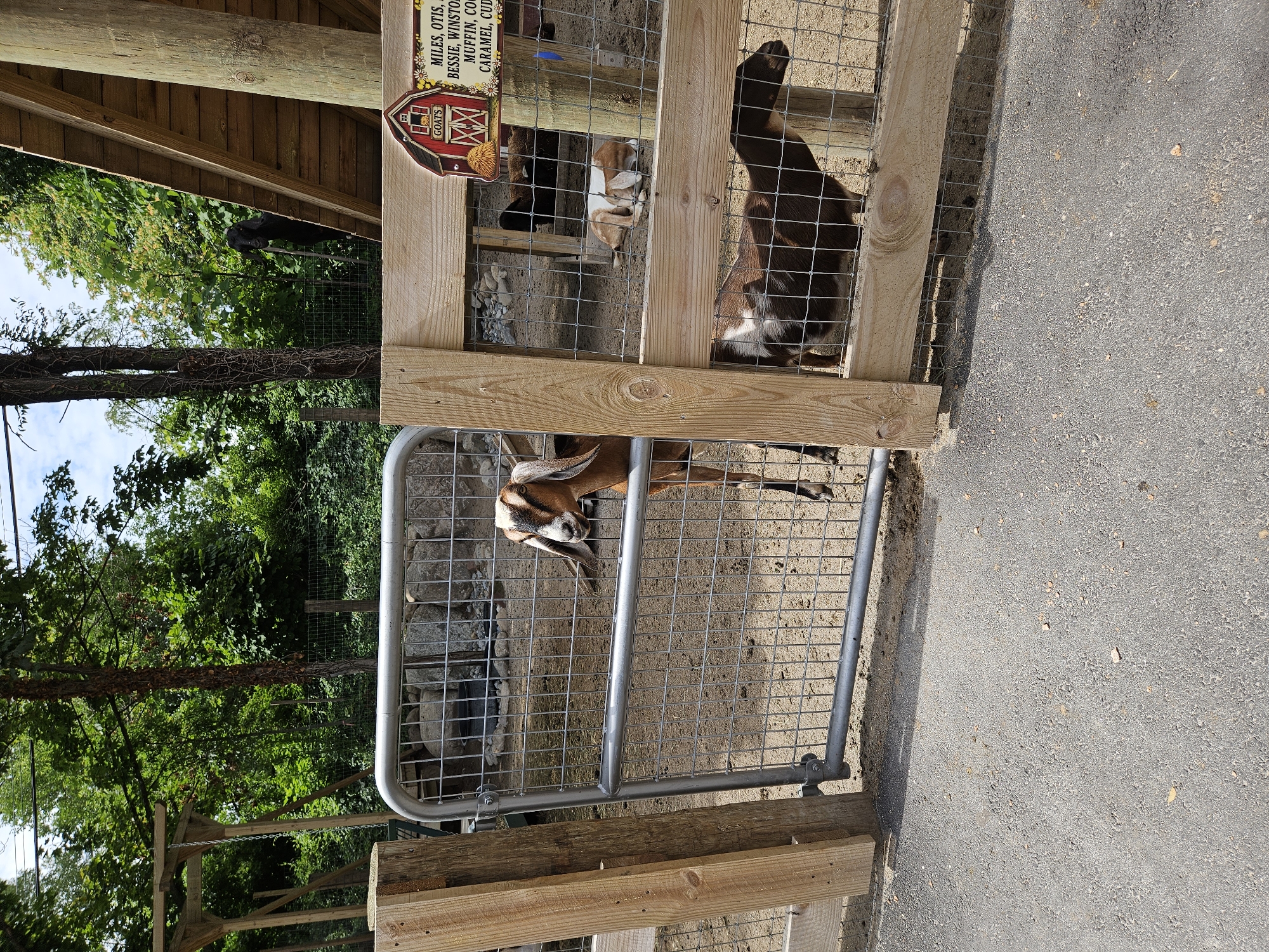 This image depicts a goat pen in Hillsdale, United States of America. Several goats are visible within the pen, some of which are brown and white, while others are darker. One goat stands near a metal gate, looking out. Another goat is lying down, and a third is seen partially. The pen is enclosed by a wooden fence and wire mesh. A sign with a barn illustration and text related to "GOATS" and names like "MILES, OTIS" is attached to the fence. The ground outside the pen is paved with asphalt. Trees and foliage surround the area.