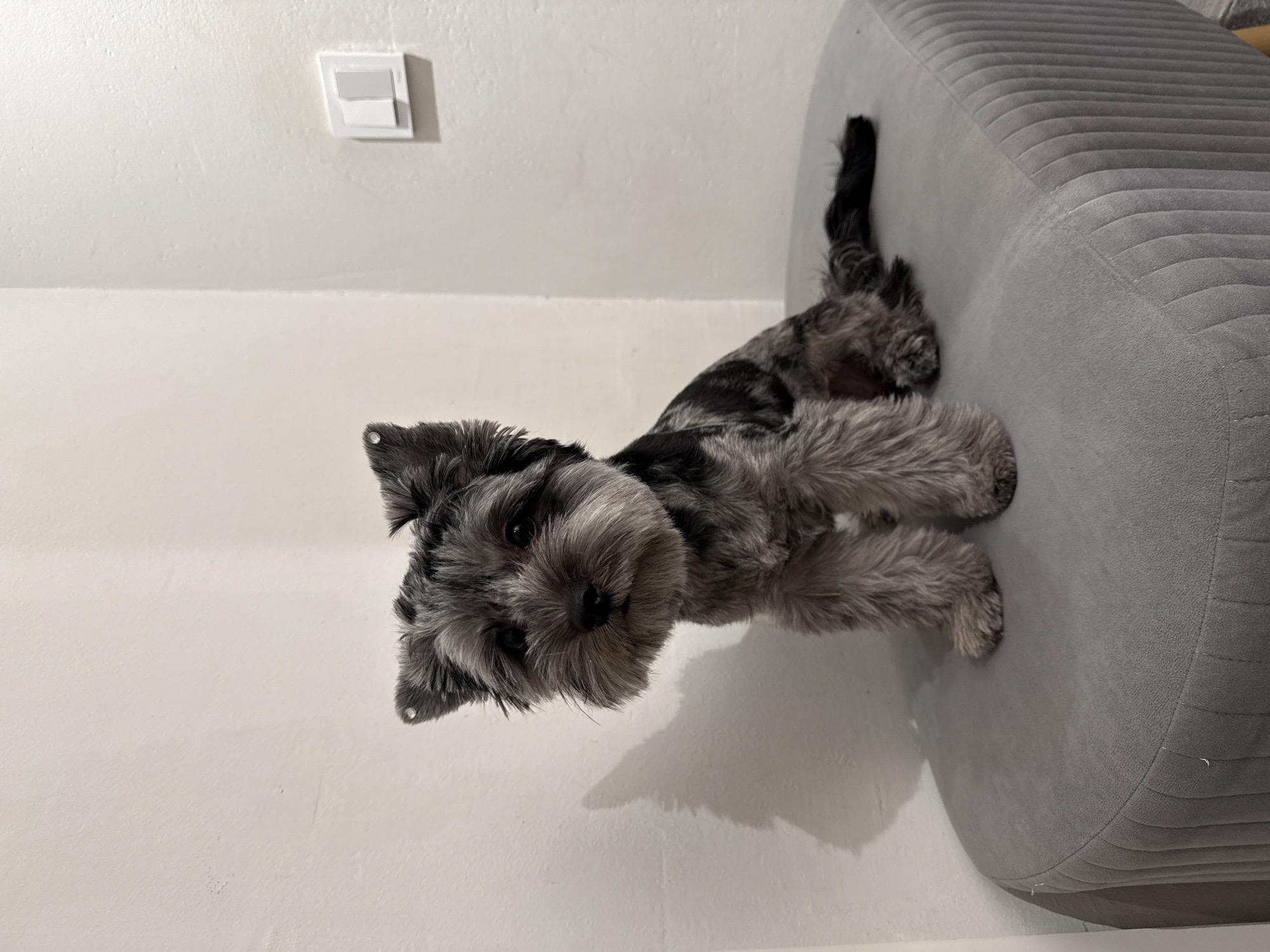 A miniature schnauzer dog with a groomed coat sits on a grey ottoman in a room. The dog is looking directly at the camera with a neutral expression. The background consists of a white wall with a light switch on the right side. The lighting suggests an indoor setting. The origin of this image is Chaikovsky, Russia.