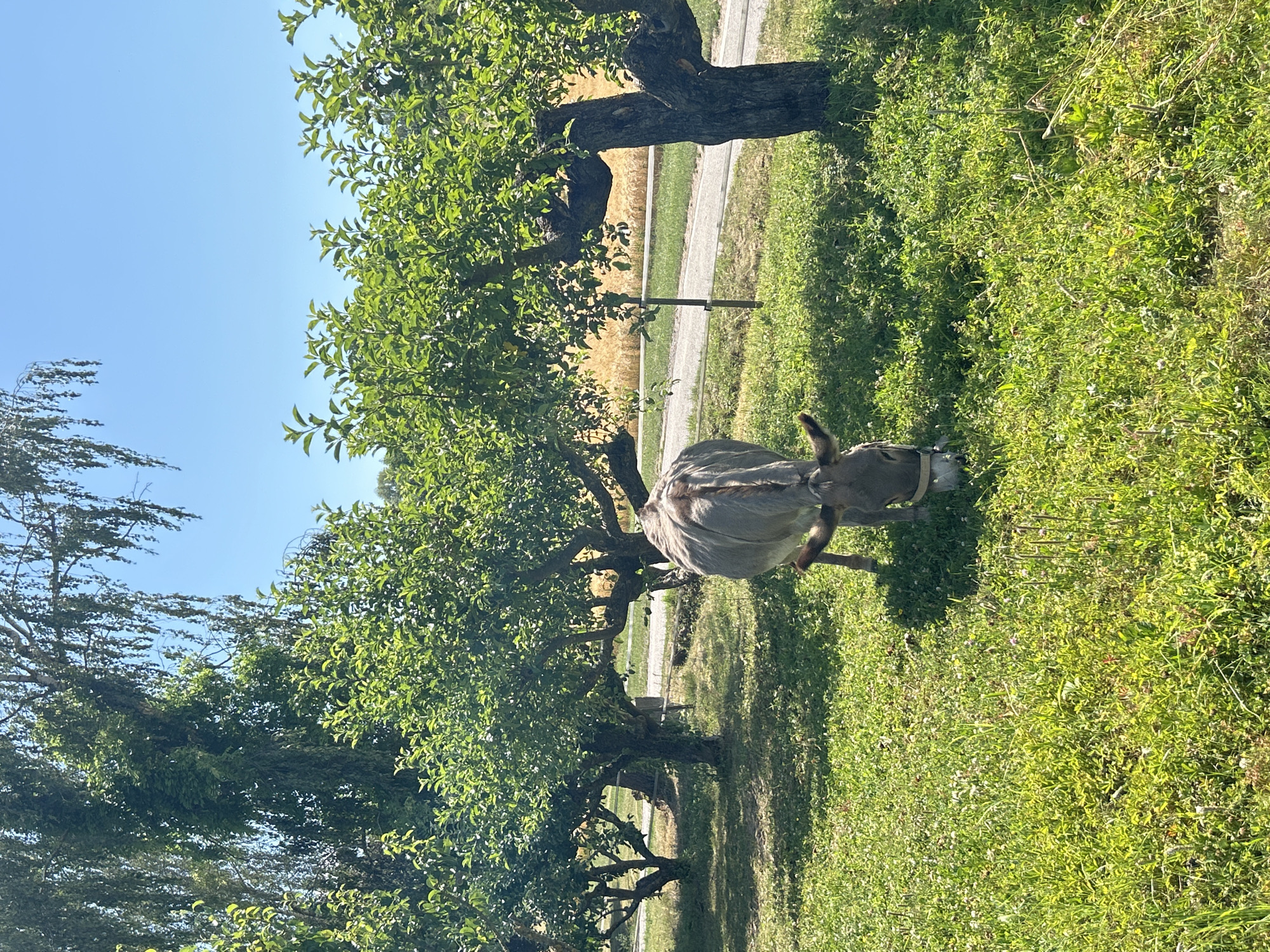 A grey donkey with dark ears and a white muzzle is grazing in a grassy field. The donkey is facing away from the camera, with its head lowered to the ground. In the background, there are several trees with green leaves, and a field of golden grain. The sky is clear and blue. The scene appears to be a rural setting. The location is on the grounds of the Weingut Heininger winery in Flein, Germany.