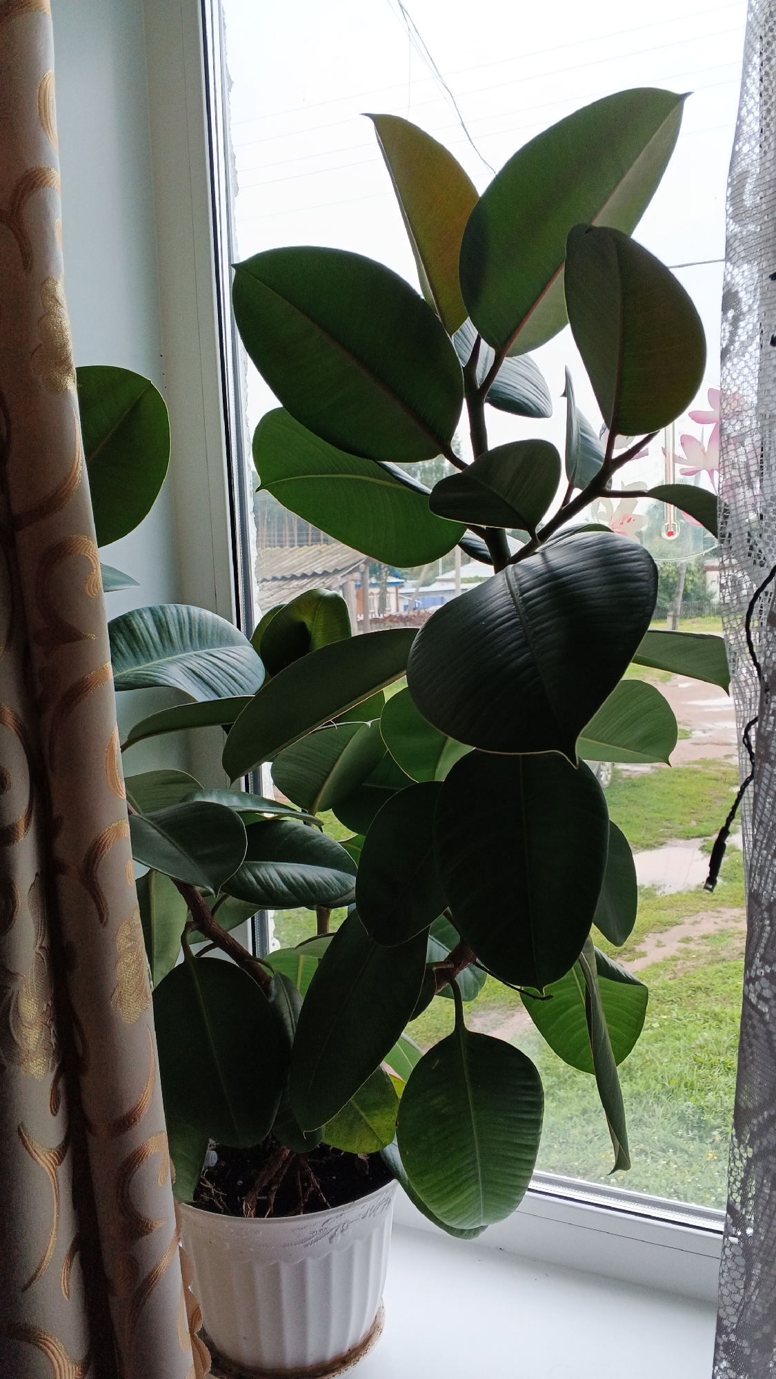 A potted rubber plant is situated on a windowsill, partially obscured by a patterned curtain on the left and sheer lace curtains on the right. The plant has large, dark green, glossy leaves and appears to be healthy. Through the window, a rural outdoor scene is visible, featuring green grass, dirt paths, and rudimentary buildings with corrugated roofs, characteristic of a dacha settlement or village. The sky is overcast. The overall impression is one of domestic interior juxtaposed with a simple, rural exterior. The location is identified as Podgornoye, Russia.