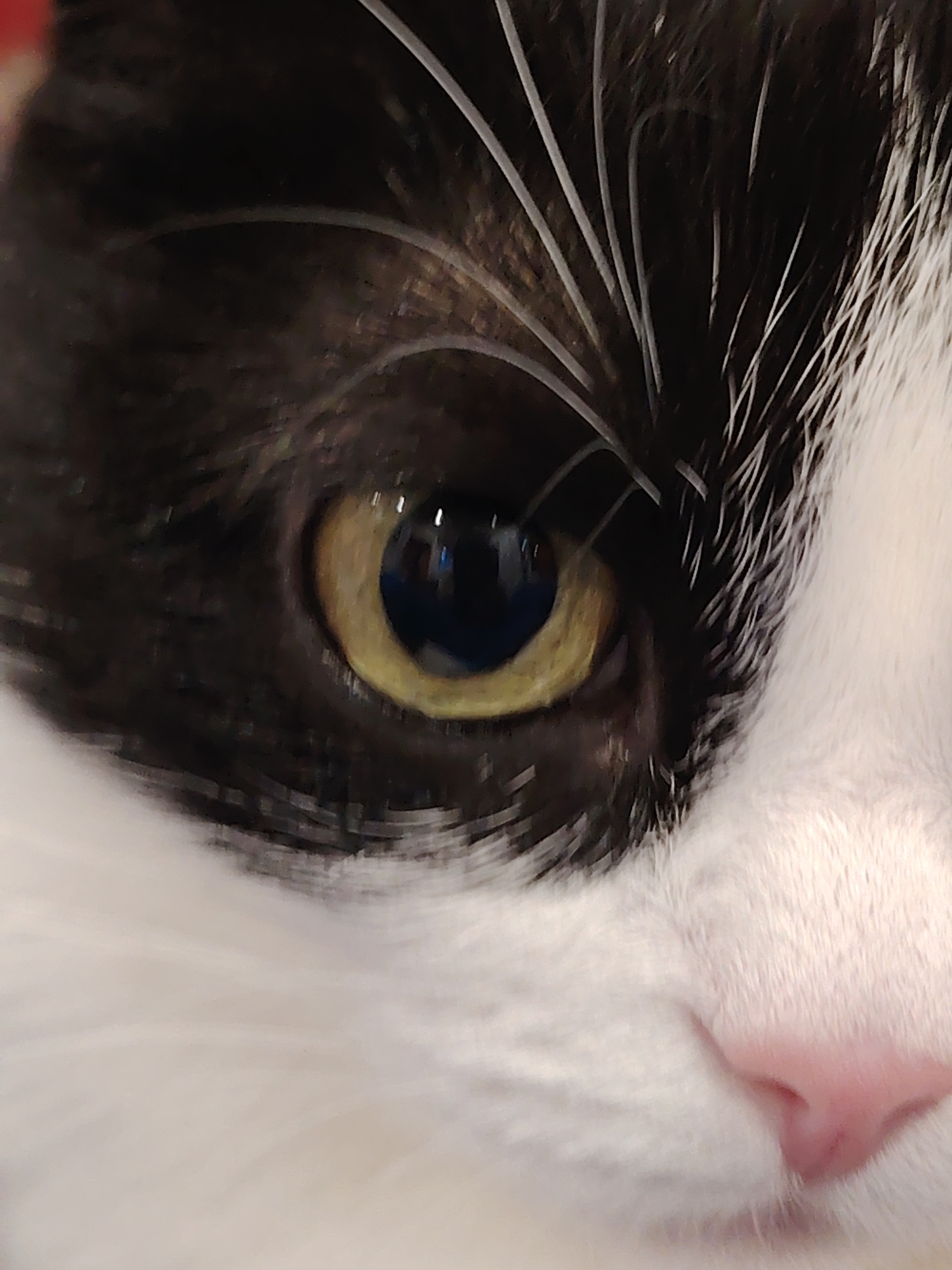 This is a close-up, high-angle, eye-level shot of a black and white cat's face, focusing on its left eye and nose. The cat's fur is clearly visible, with fine white whiskers emerging from the dark fur around the eye. The cat's eye is a striking golden yellow with a dark pupil, reflecting light sources. The pink nose is slightly blurred due to the close proximity. The background is out of focus, showing a transition from the cat's fur to a lighter, undefined area. The lighting is direct, highlighting the textures of the fur and the reflections in the eye. The image lacks any human presence or urban environmental context, as it is a portrait of an animal.