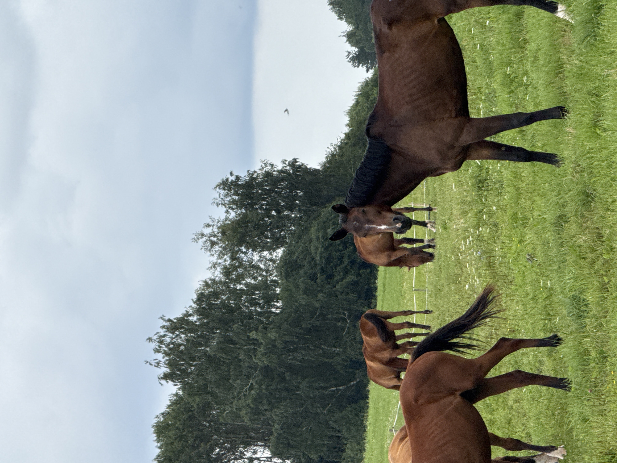 In Galinė, Lithuania, a herd of brown horses graze in a lush green field under an overcast sky. The horses, varying in shade from light chestnut to dark brown, are scattered across the pasture. Several horses are depicted with their heads down, engaged in eating the grass. In the foreground, a dark brown horse with a black mane stands prominently, facing the camera with a white marking on its forehead. Its stance suggests it is aware of being observed. In the midground, other horses are visible, some grazing and others standing. The background features a dense line of tall, dark green trees, creating a natural boundary for the field. The overall environment is rural and serene.
