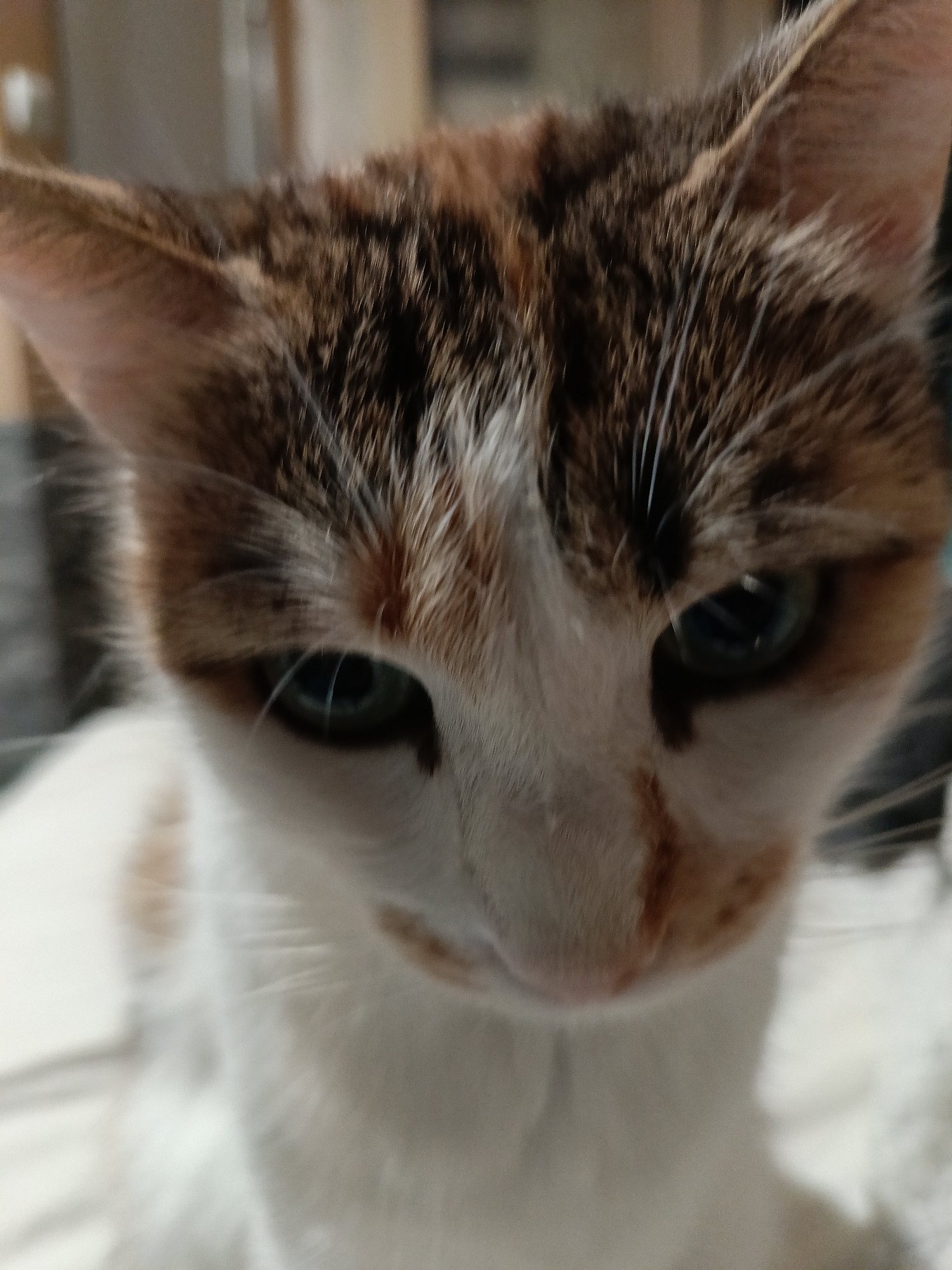 A close-up, low-angle, slightly blurred photograph shows the face of a calico cat. The cat has green eyes, white fur with patches of brown and black on its head and ears, and white whiskers. The background is out of focus and appears to be an indoor environment with muted colors. There is no discernible location in the city of Varna, Bulgaria.