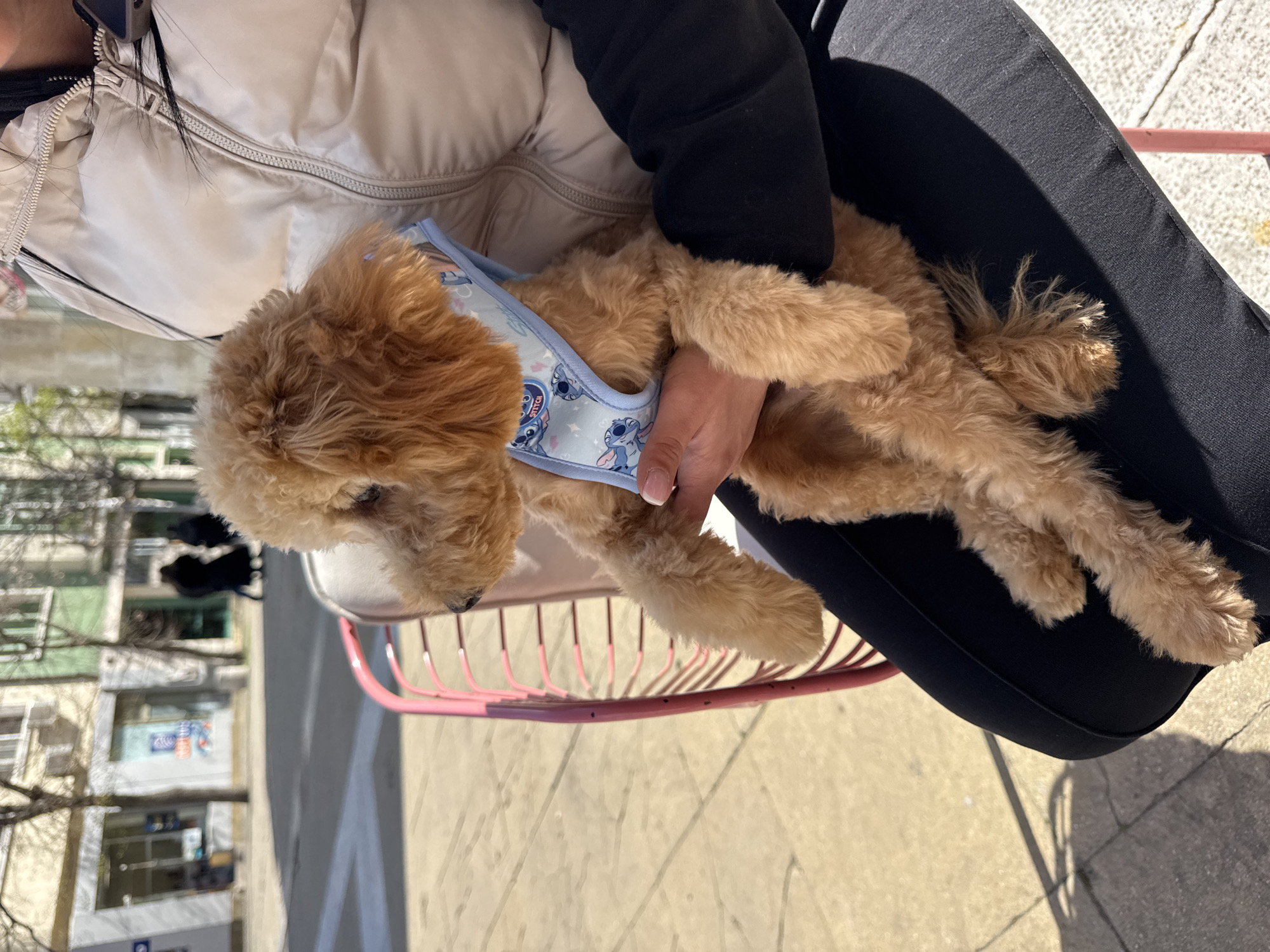 A small, light-brown poodle wearing a blue harness with cartoon designs is being held by a person. The person is seated on a pink, wire-frame chair. The person is wearing a beige puffer jacket and black leggings or pants. The background shows a sidewalk and a building, suggesting an outdoor setting. The buildings in the background are typical urban structures, likely located in a city in Bulgaria. Given the prompt, it's likely in Blagoevgrad, Bulgaria. The overall scene is outdoors and appears to be during the daytime, with sunlight illuminating the subjects.