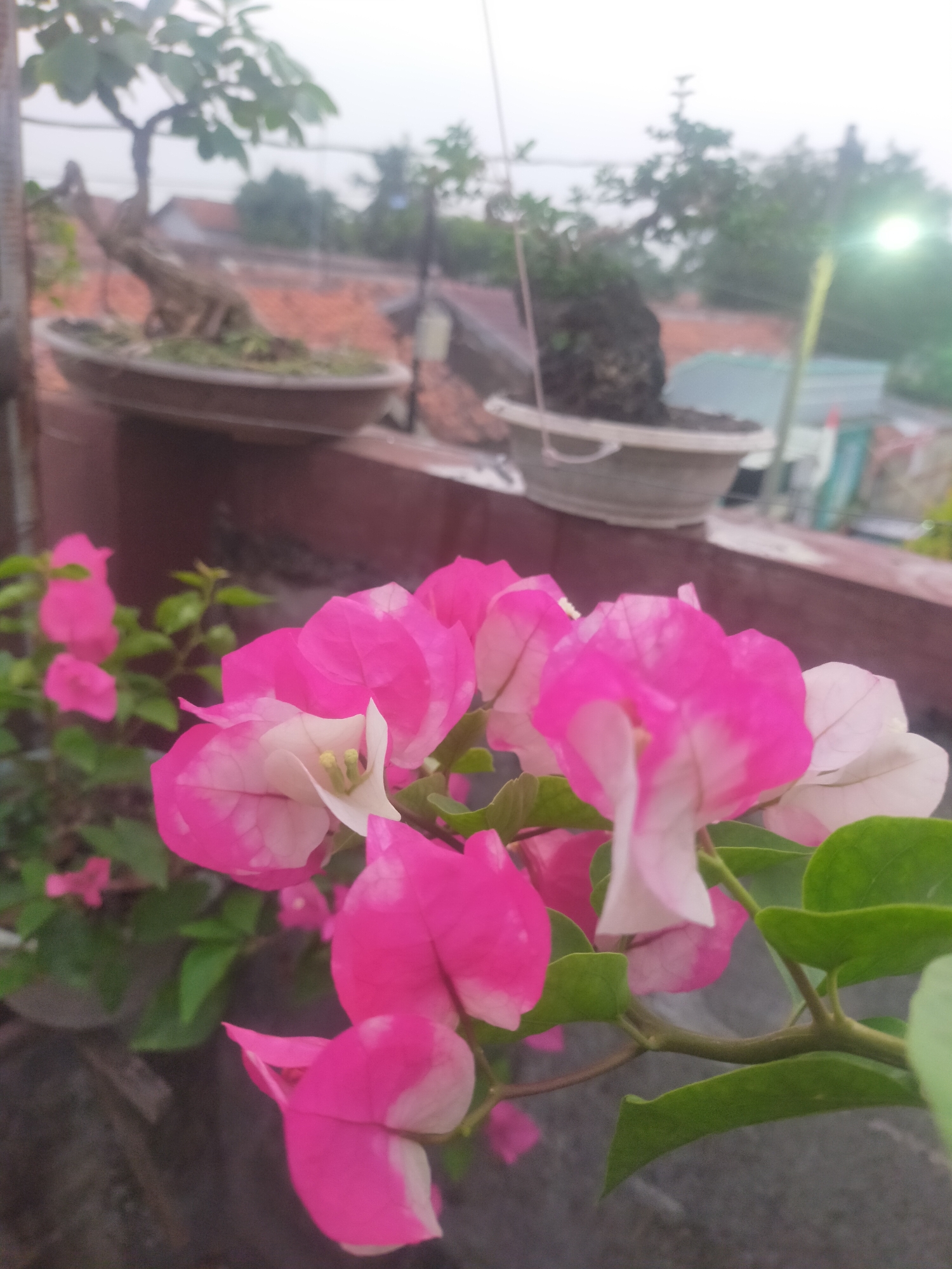 The image depicts a close-up view of vibrant pink and white bougainvillea flowers in the foreground, with green leaves and stems. In the blurred background, there are two potted bonsai trees situated on a reddish-brown ledge. Beyond the ledge, residential rooftops and trees are visible, suggesting an urban or suburban outdoor setting. The sky is overcast, indicating a diffused light condition. The overall scene suggests a serene moment captured in a domestic environment. The location is specified as Tegalandong, Indonesia. There are no people or animals visible in the image.