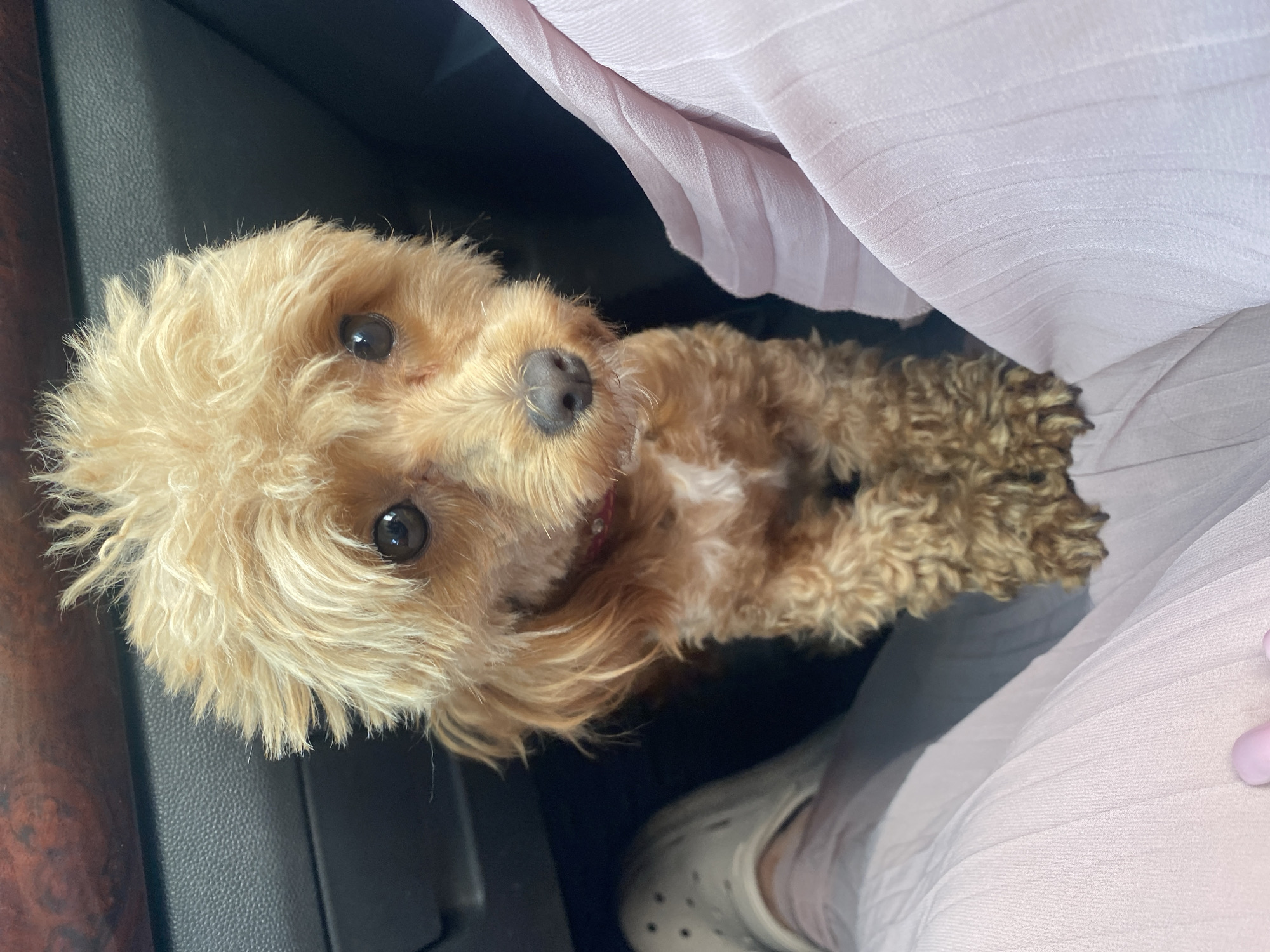 A small, light brown poodle mix dog with curly fur sits on a person's lap inside a vehicle. The dog is looking directly at the camera with its head tilted slightly. Its fur is tousled around its face, and it has dark eyes and a dark nose. A red collar is visible around its neck. The person is wearing a light pink, pleated dress, and a white Croc shoe is visible on their left foot. The interior of the car is dark, with a textured panel visible behind the dog, and a darker surface with a wood-grain pattern at the top of the frame. The dog appears to be in a passenger seat. The context of Mais'ke, Ukraine is not discernible from the image itself.