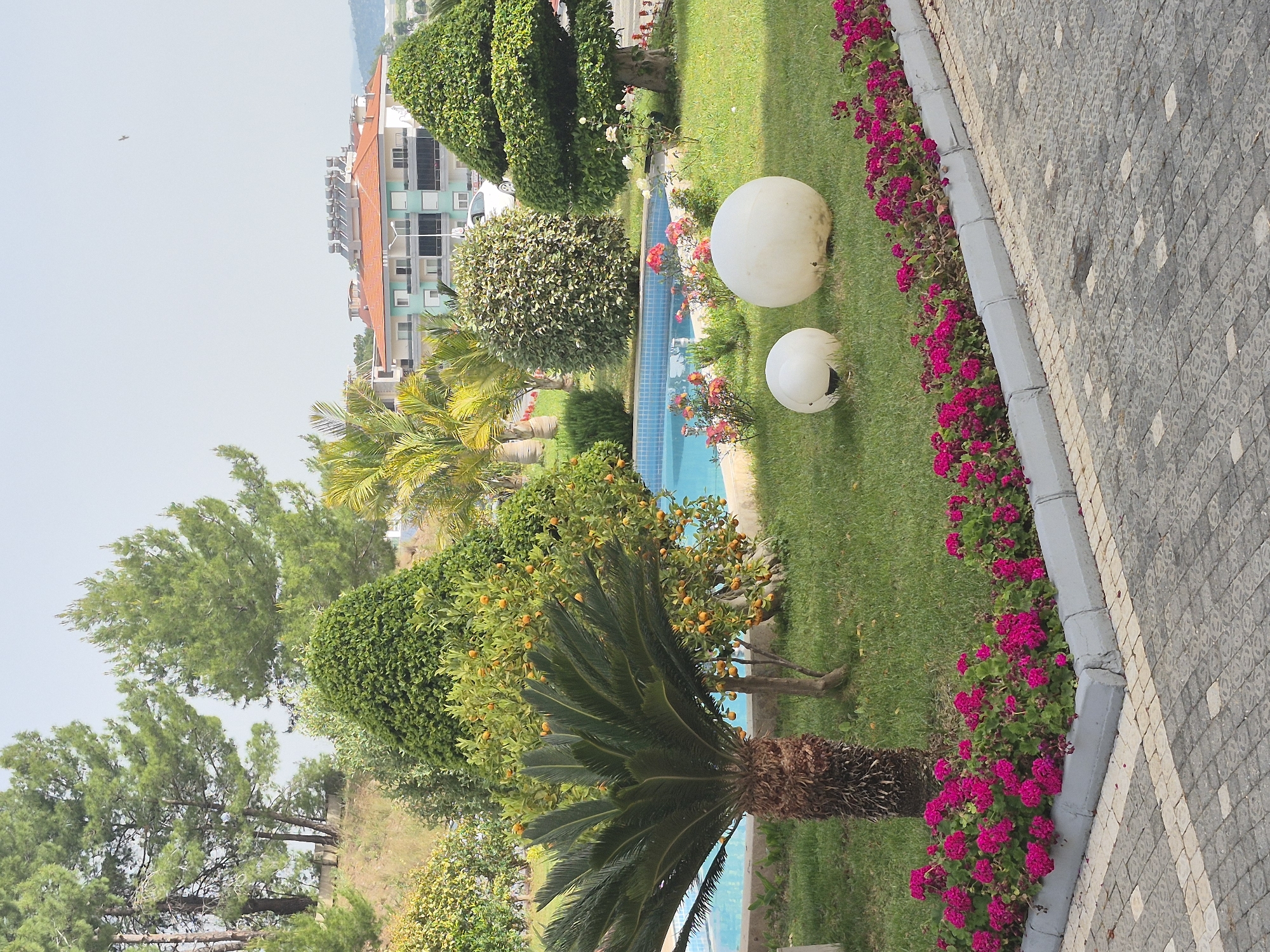 The image shows a well-maintained garden area in Alanya, Turkey, featuring diverse flora adjacent to a paved pathway. A swimming pool with light blue tile runs through the center of the view. Trees include citrus trees with visible fruit, palm trees, and neatly trimmed shrubbery. Two white spherical lawn ornaments are positioned on the grass. The pathway is lined with vibrant pink flowers. In the background, buildings with red-tiled roofs can be seen. The sky is overcast, casting a soft light over the scene. There are no people visible.