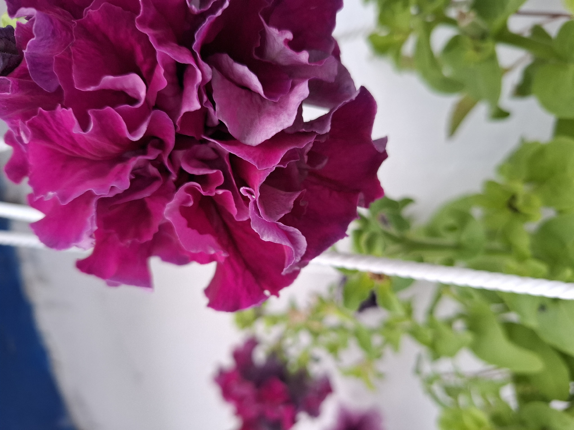 A close-up, shallow depth-of-field shot focuses on the ruffled petals of a dark pink petunia flower. The flower is hanging, likely in a planter, with a white rope visible on the right side of the frame. In the blurred background, more dark pink petunias and vibrant green foliage can be seen, along with a white wall and a sliver of blue sky at the top left. The image was taken in Tyumen, Russia. There are no people or animals present in the scene.