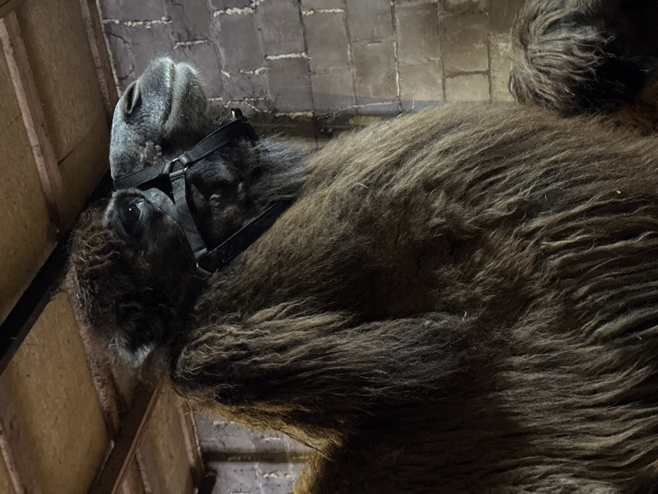 A large, shaggy-haired Bactrian camel stands within an indoor enclosure in the city of Crokhovo, Russia. The camel, possessing thick, dark brown fur, is depicted in an upward-angled close-up, facing slightly right and upward in profile. A black nylon halter is fitted around its muzzle and head. Its right eye is partially visible. The immediate background consists of a grey brick wall to the right and a wooden ceiling structure with exposed beams overhead. The scene is illuminated by an overhead light source, casting subtle shadows. No other subjects or significant actions are present.