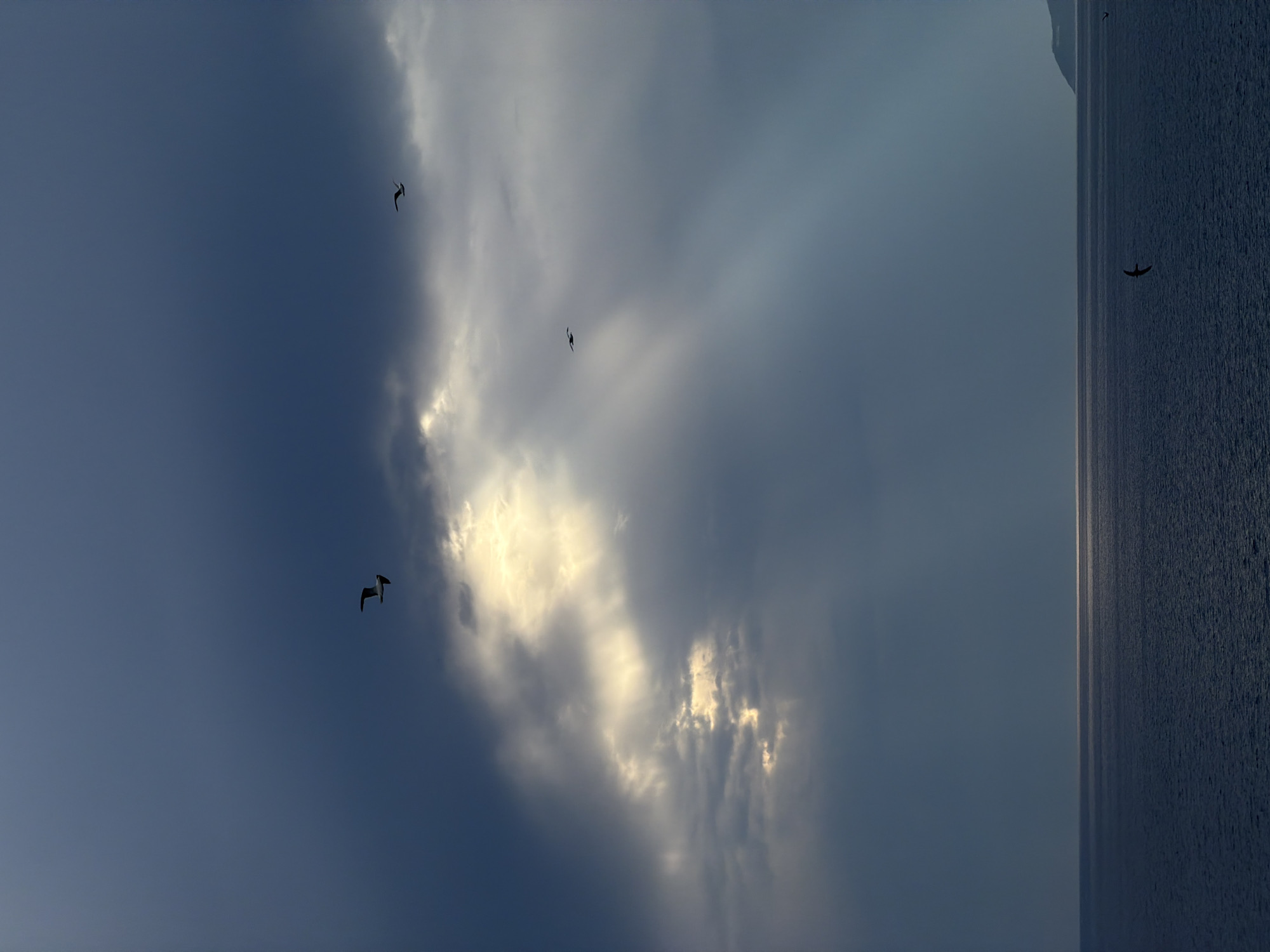 The image depicts a dramatic seascape under a cloudy sky, featuring a section of the coast of Petrovac na Moru, Montenegro, visible in the distance on the right. The sky is filled with dark, heavy clouds, but a bright shaft of sunlight pierces through, illuminating a portion of the scene with an ethereal glow and casting visible rays. Several birds, likely seagulls, are captured in flight against the moody sky, adding a sense of movement and life to the composition. The sea is dark and choppy, reflecting the overcast conditions, with a faint glint of sunlight on the horizon. The overall atmosphere is one of natural grandeur and a powerful display of atmospheric conditions over the Adriatic Sea.