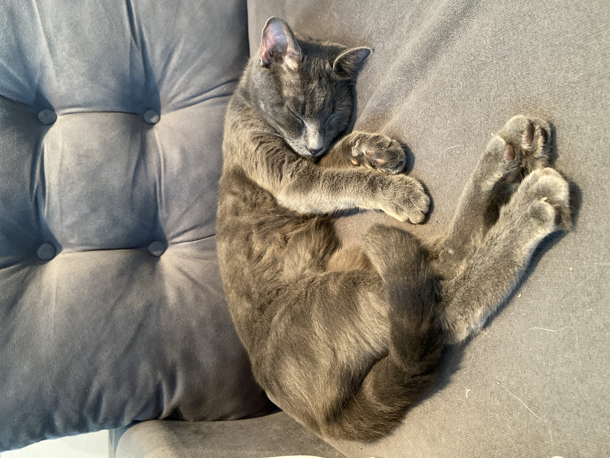 A grey, short-haired domestic cat is depicted sleeping, curled on a grey tufted armchair. The cat's eyes are closed, and its head is tucked into its front paws, revealing pink paw pads. The animal's left ear (viewer's right) shows minor discoloration or irritation on its inner surface. The armchair is upholstered in a uniform grey, soft fabric, possibly velvet or microfiber, with four visible buttons forming a quilted pattern on the backrest. The fabric surface displays scattered light-colored fibers and particulate matter. The scene is illuminated by an indoor light source originating from the top-left. The precise location within Buenos Aires, Argentina, is not ascertainable from the image.