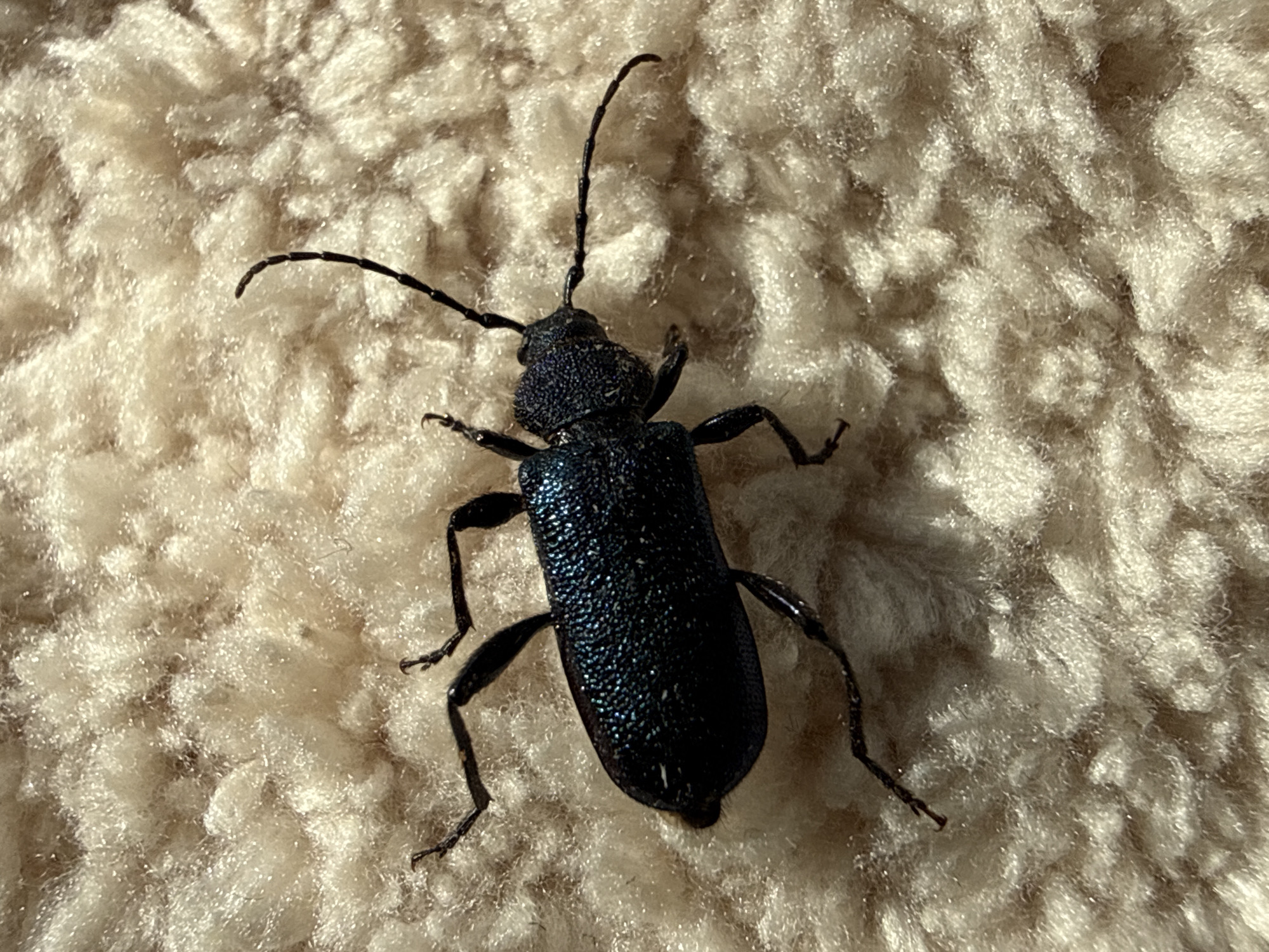 A black beetle with long antennae is centered on a textured, beige surface. The beetle has a rectangular body with a shiny, iridescent sheen. Its six legs are slender and jointed, positioned around its body. The background appears to be a soft, fluffy material. Location is unknown.