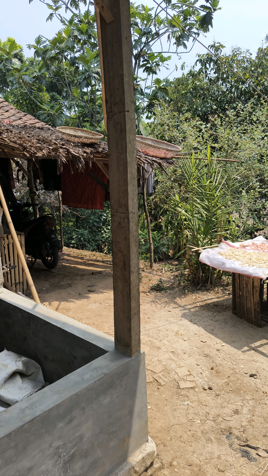 The image shows an outdoor scene in a rural area, likely a village. In the foreground, a concrete structure is visible, with a bag of what appears to be grain or fertilizer inside. To the right, a wooden table or platform supports a white cloth covered with small, light-colored items, possibly food items being dried in the sun. Behind this, a dense cluster of green plants, including what resembles ginger or a similar stalky plant, grows tall. Further back, a traditional hut with a thatched roof is visible, with a motorcycle parked underneath. Red and grey fabrics hang from the structure. The background is filled with lush green trees and foliage under a bright sky. The ground is dusty earth. The scene suggests a domestic setting where activities like food processing or storage are taking place. The presence of a motorcycle indicates access to transportation, common in rural Indonesian villages. The overall impression is one of a simple, functional outdoor space in a tropical environment.