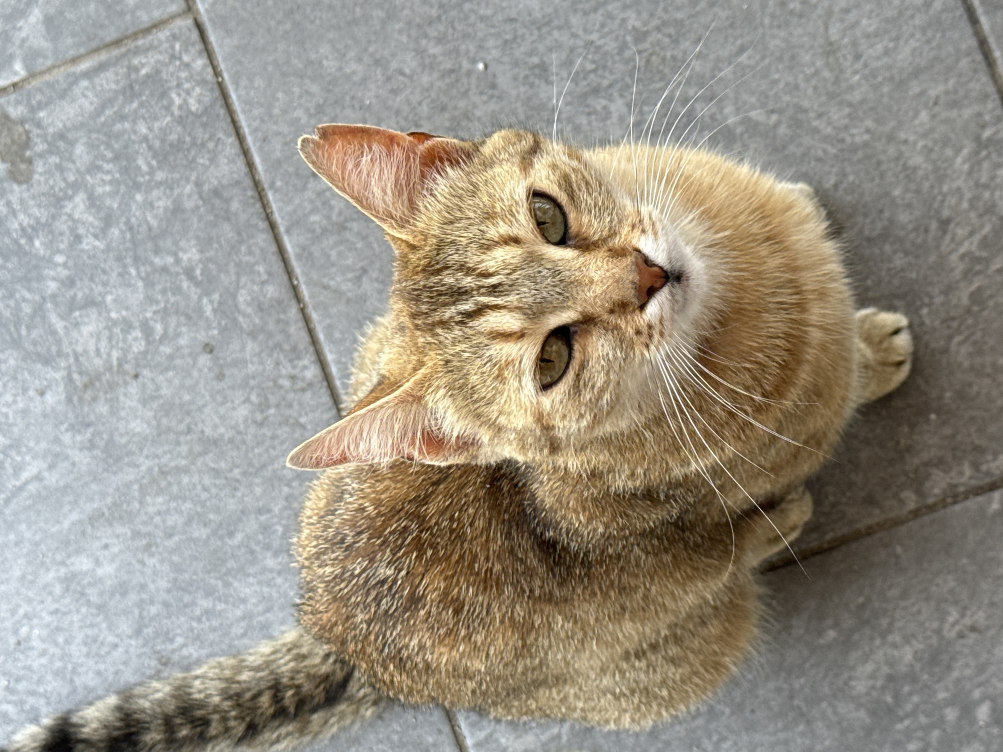 A high-angle shot shows a tan tabby cat sitting on a gray tiled surface. The cat's fur has stripes of darker brown and black. It has green eyes and prominent white whiskers. The cat is facing the camera, with its tail curled around its body. The tiled surface appears to be outdoors, possibly a patio or walkway, in the city of Vratsa, Bulgaria. The lighting suggests it is daytime. There are no other subjects or objects in the frame.
