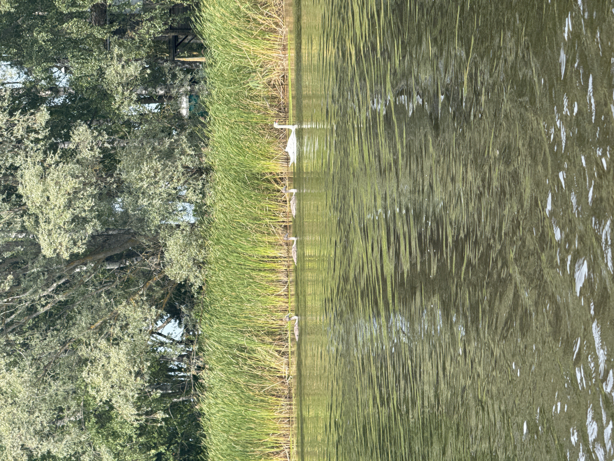 The image depicts a body of water with a line of tall reeds along the far bank. Behind the reeds, a dense forest with deciduous trees is visible, some with light green foliage. In the water, a white swan is swimming, followed by four cygnets. The water is calm, with ripples reflecting the surrounding greenery and sky. The scene appears to be a natural setting, possibly a lake or river.