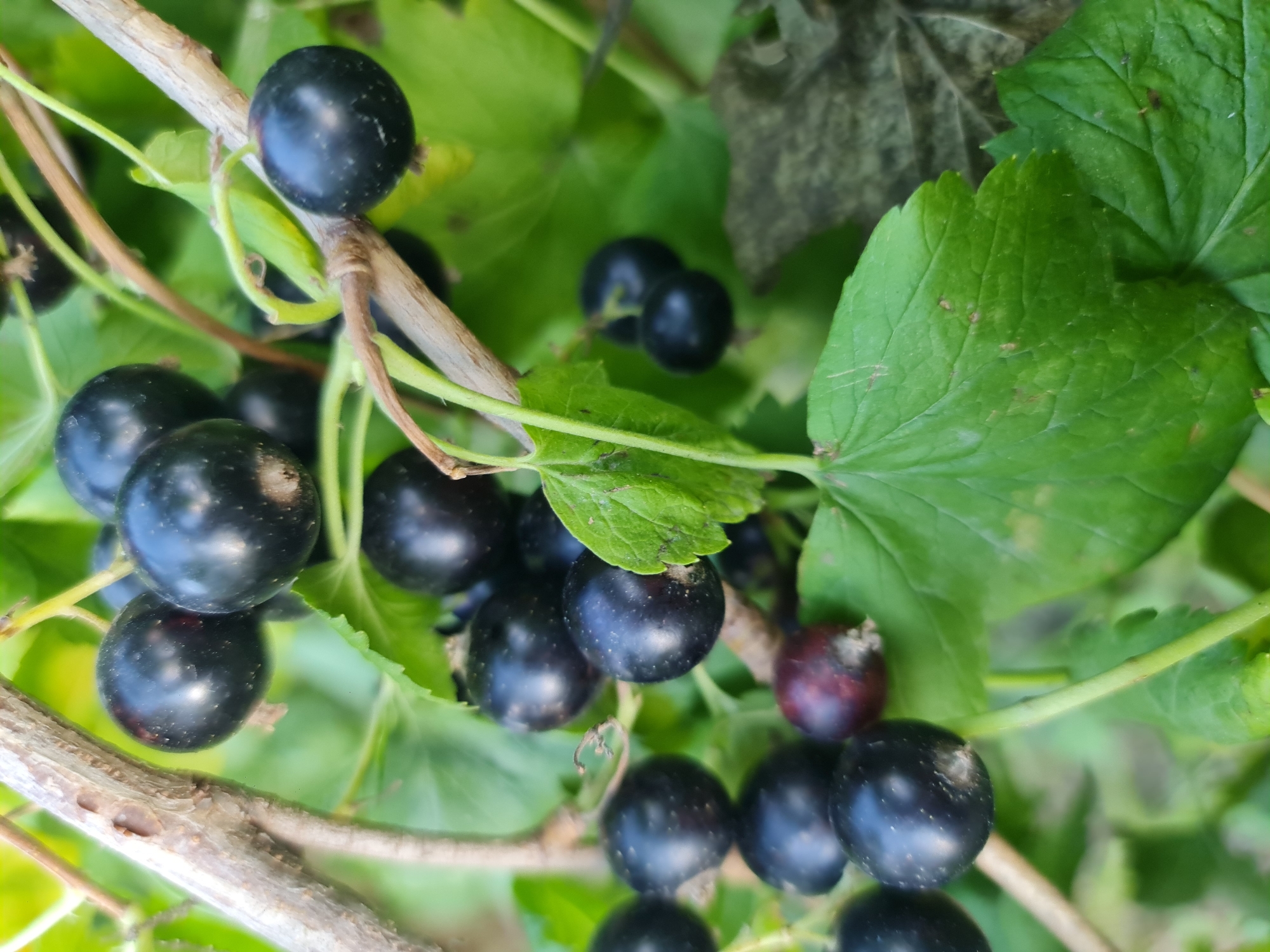 A close-up, eye-level, vertical shot captures a cluster of ripe black currants on a bush. The berries are a deep, glossy black, with some showing a hint of red where they are less ripe. They are attached to thin, brown stems and surrounded by vibrant green leaves. The leaves are serrated and show some signs of age or minor damage. A weathered, light brown branch runs diagonally through the upper left portion of the frame, with another branch visible to the right. The background is a soft blur of green foliage, suggesting the image was taken outdoors in natural light, likely in a garden or natural setting within Angarsk, Russia.