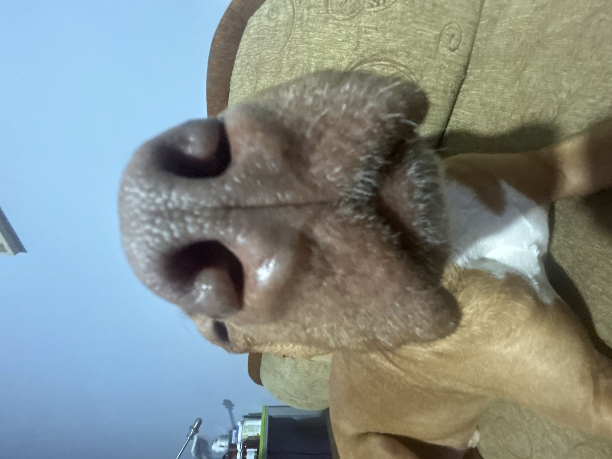 A close-up, slightly off-center, portrait view of a dog's nose. The dog has tan fur with some white markings on its chest and neck, and it is resting on a beige fabric surface. The background is a combination of pale blue and a blurred arrangement of various objects, including what appears to be a microphone stand and boxes. The location is Unknown, Unknown.
