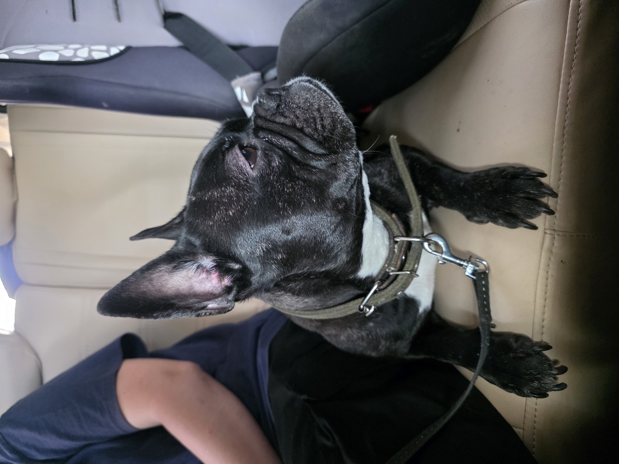 A black French bulldog with white markings on its chest is sitting on a car seat, looking to the right. The dog is wearing a green collar with a metal leash clip. A person, wearing a navy blue t-shirt and black pants, is sitting to the left of the dog. The interior of the car appears to be light beige and there is a dark grey car seat visible on the right. The image was taken in Chaikovsky, Russia.