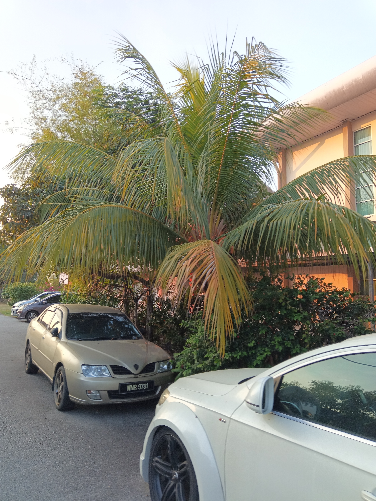 The image depicts an outdoor scene in Klang City, Malaysia, with a focus on parked vehicles and surrounding vegetation. In the foreground, the front of a white car is visible on the right side of the frame, with its wheel and side mirror prominently featured. To the left, a gold sedan is parked, displaying its license plate, "WNR 9791". Behind the gold sedan, another car is partially visible. Towering palm trees with lush green fronds dominate the mid-ground, casting shadows on the scene. In the background, a building with a cream-colored facade and windows can be seen, suggesting a residential or commercial area. The sky is a clear, pale blue, indicating daytime. The overall environment is characterized by a mix of urban elements and natural flora.