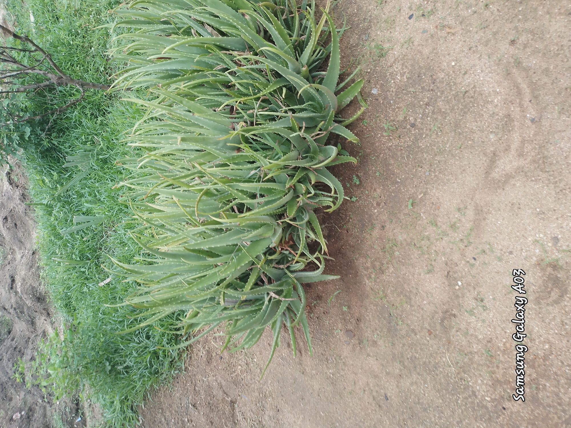 The image shows a cluster of aloe vera plants in Doka-Tofa, Nigeria. The plants are lush green with thick, fleshy leaves, characteristic of the aloe vera species. They are situated on a patch of dry, sandy soil, with some sparse green grass growing around them. In the background, there is a slope covered with dirt and more vegetation, including a small tree with bare branches. The overall environment suggests an outdoor, natural setting, possibly a garden or a rural area. The bottom left corner of the image contains a watermark that reads "Samsung Galaxy A03". No people are visible in the image, and there are no discernible actions or interactions taking place. The scene is static and focuses solely on the aloe vera plants and their immediate surroundings.