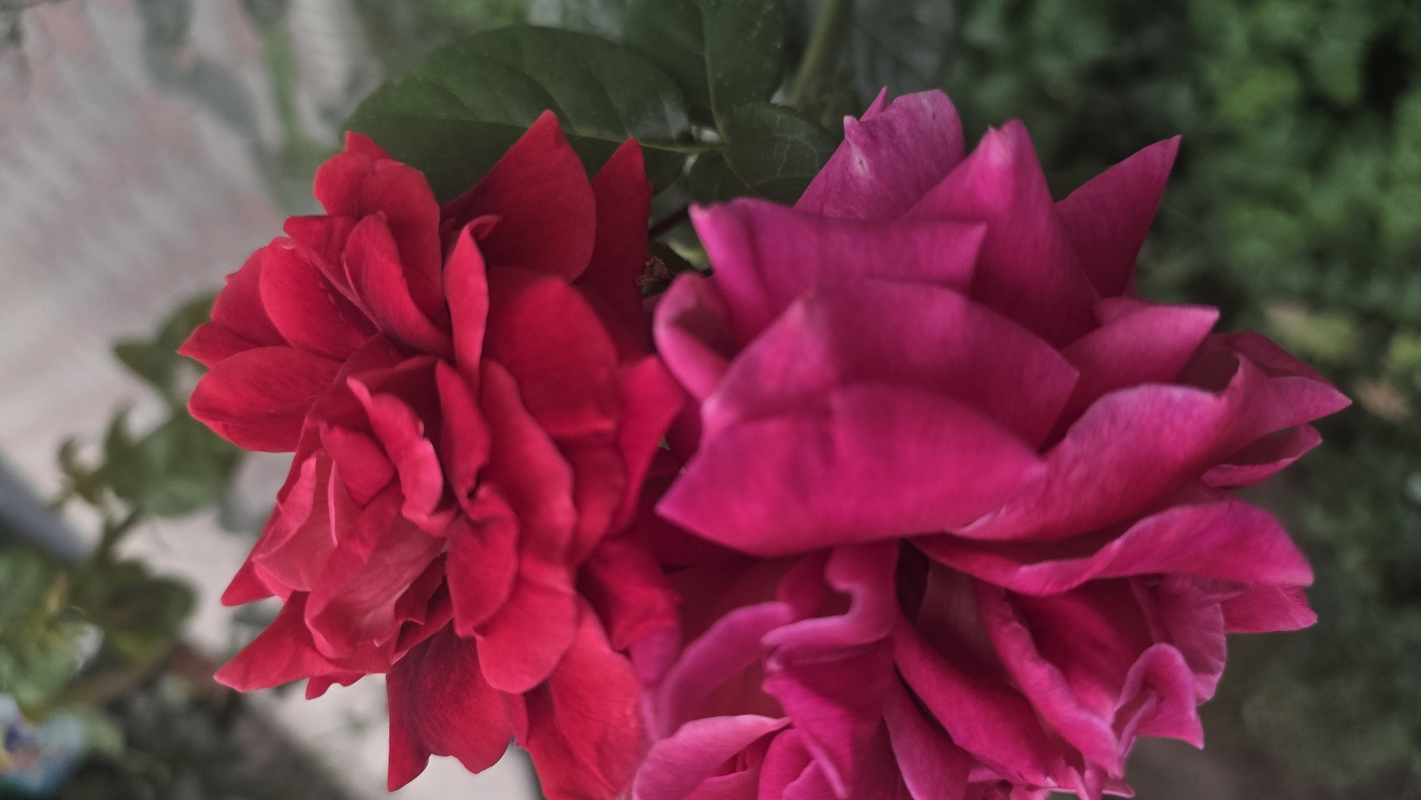 The image is a close-up, vertical shot of two roses. The top rose is a deep red, and the bottom rose is a vibrant pink. Both roses are in focus, with their petals unfurling. The background is blurred, showing green foliage and a light-colored, possibly textured surface. There are no people or animals visible in the image. The scene appears to be outdoors, likely in a garden. The image does not provide any specific information about the city of Tokmok, Kyrgyzstan.